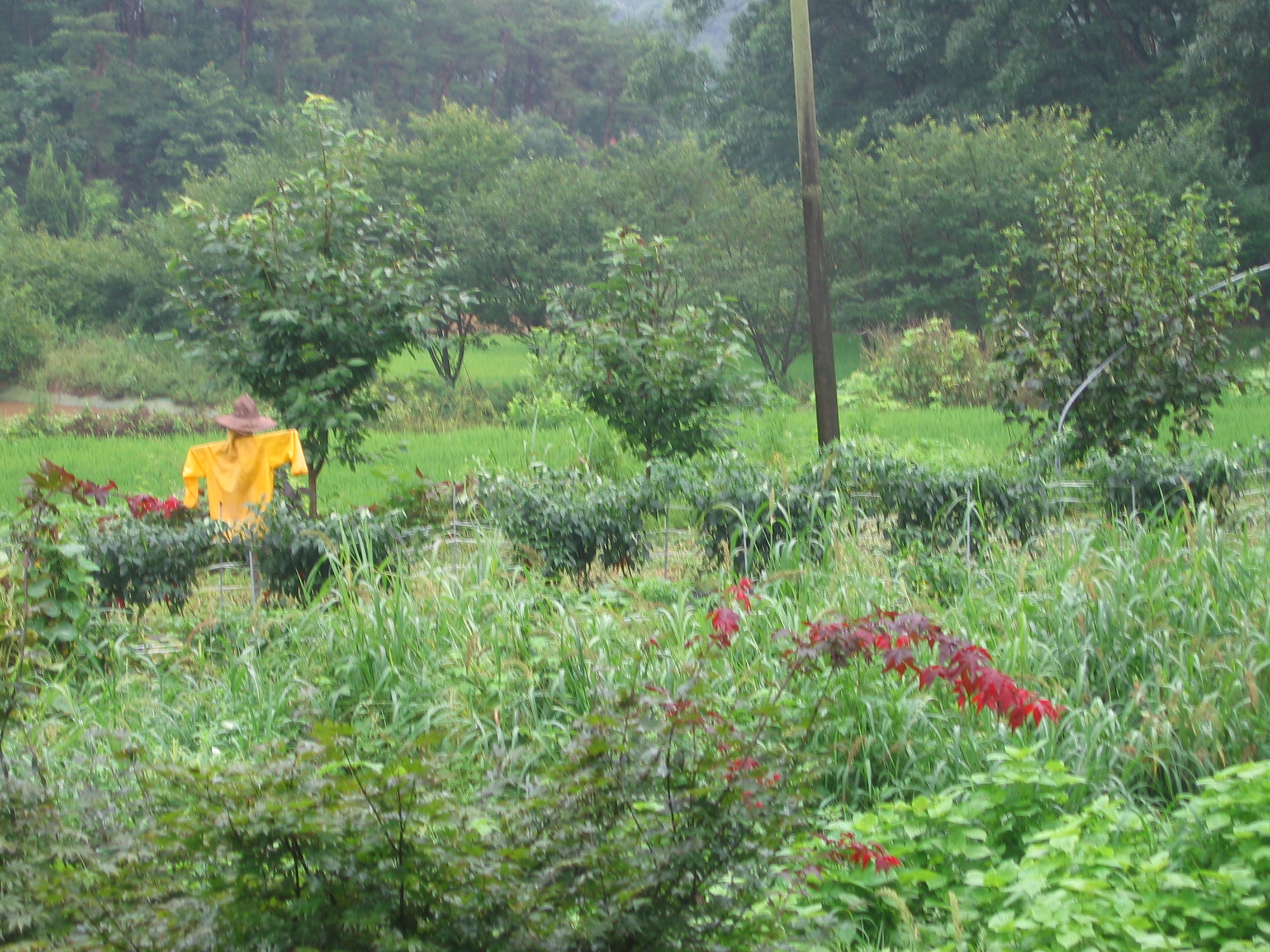 2005-08-01 오전 9-50-12IMG_1516.JPG