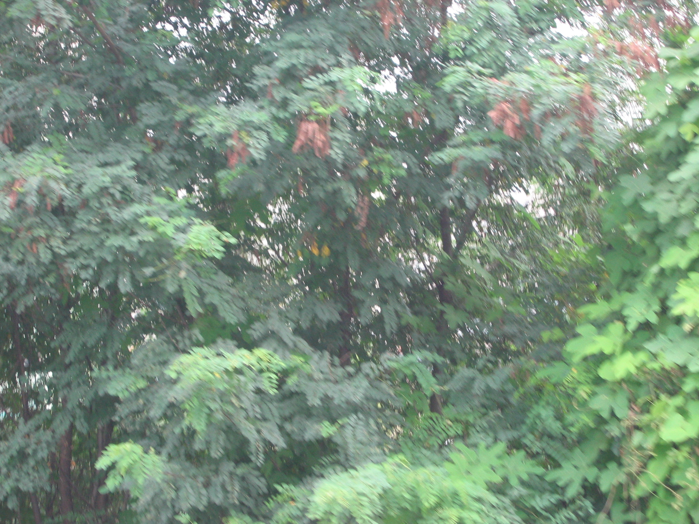 IMG_1787.JPG