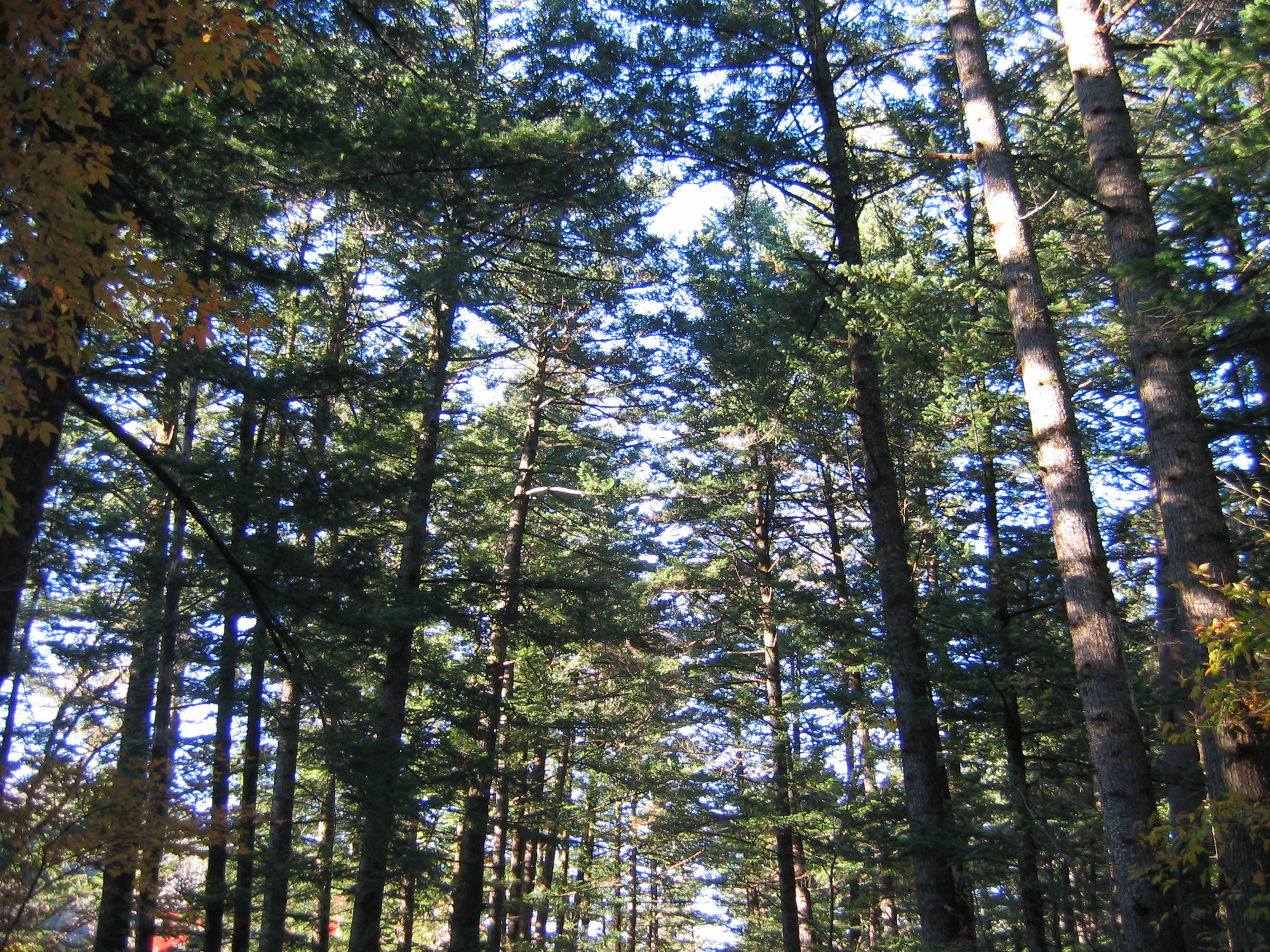 2005-10-22 오후 3-55-05-woljeongsa.JPG