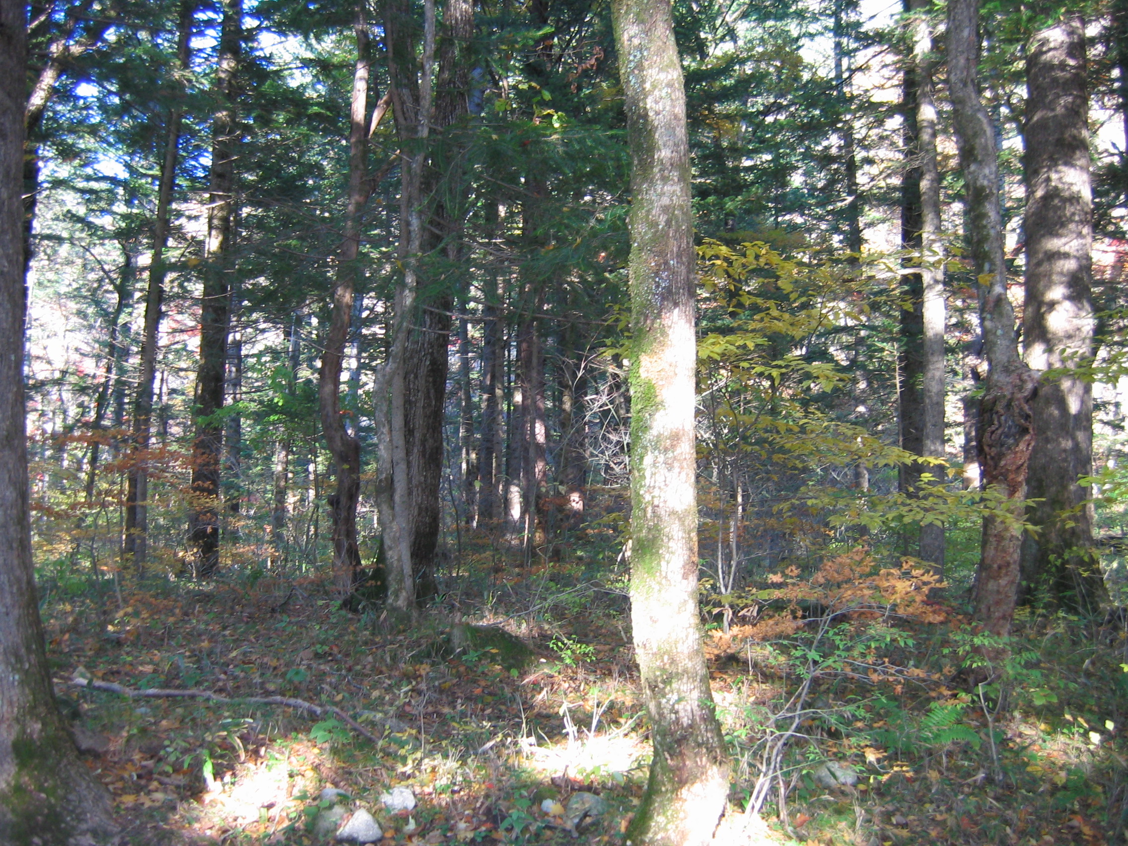 2005-10-22 오후 4-00-05-woljeongsa.JPG
