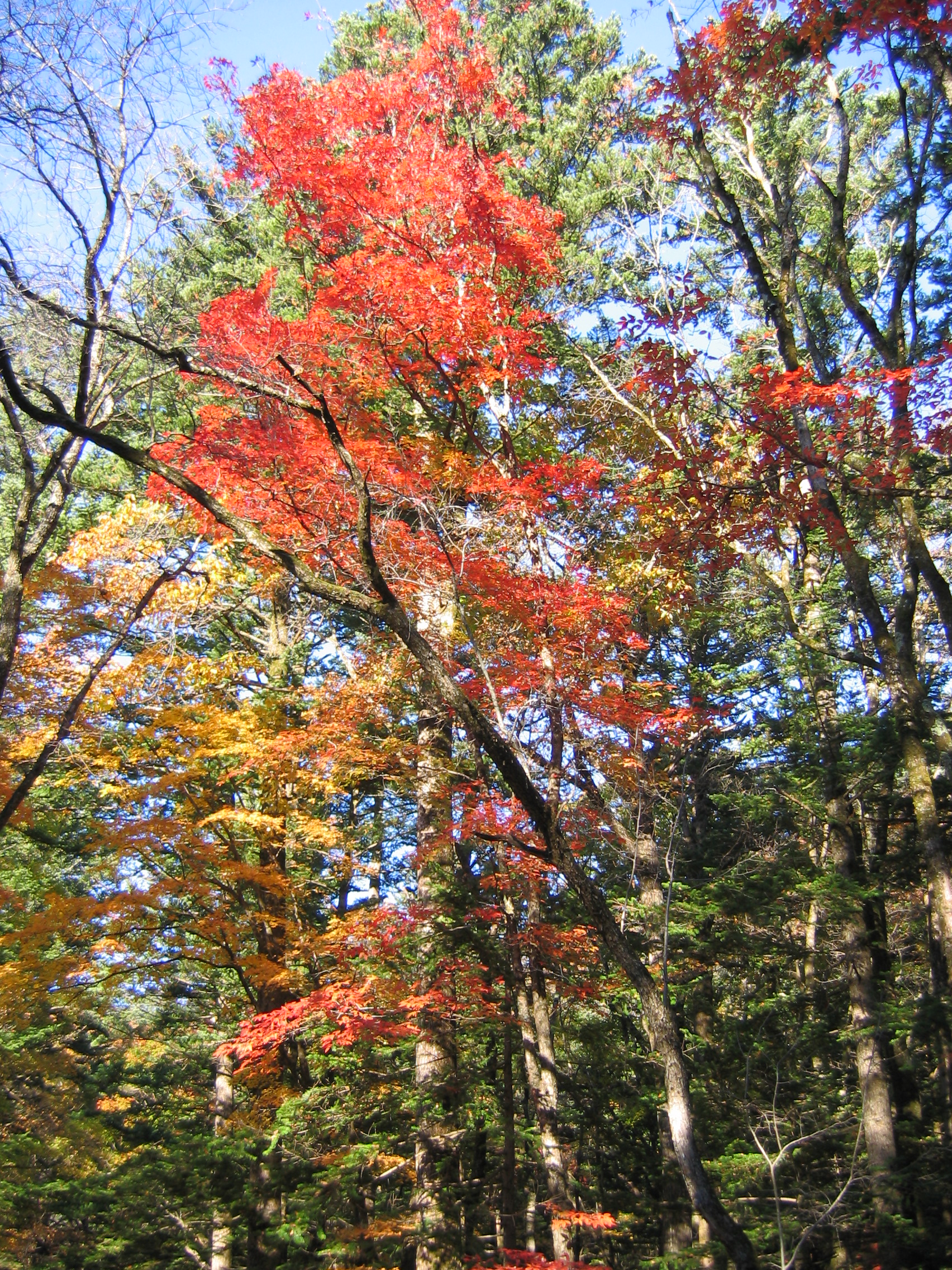 2005-10-22 오후 4-02-32-woljeongsa.JPG
