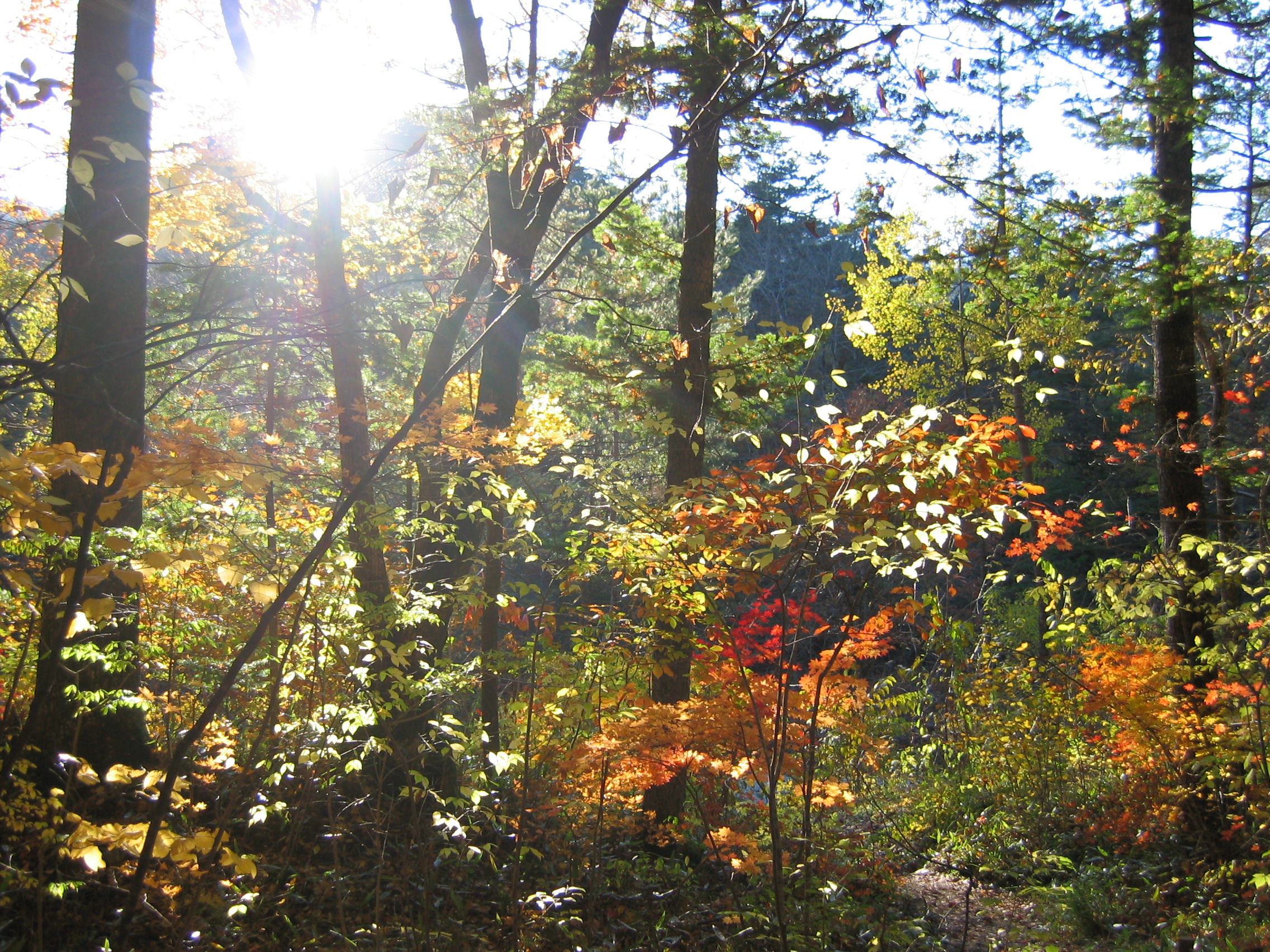 2005-10-22 오후 4-06-15-woljeongsa.JPG