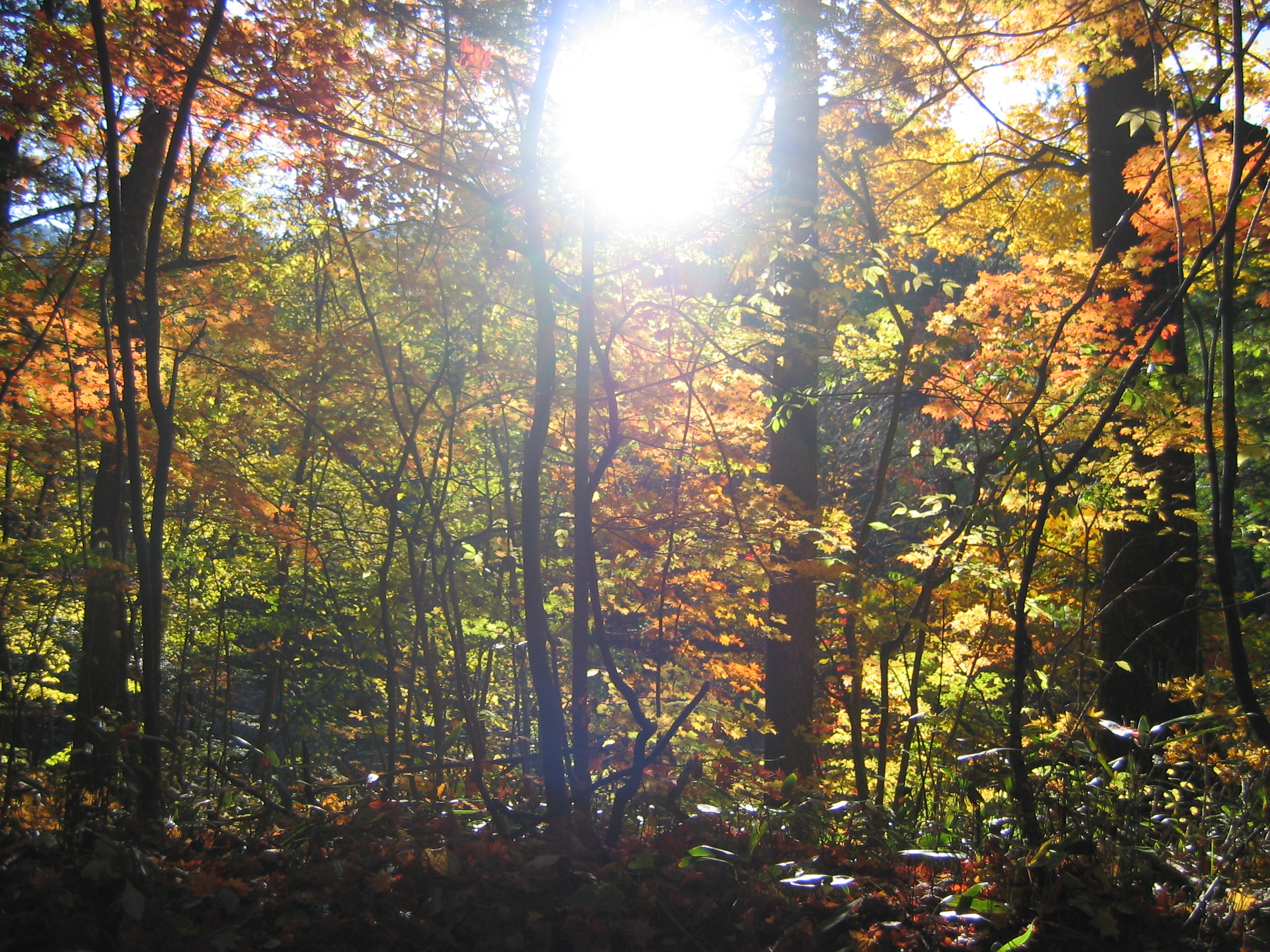 2005-10-22 오후 4-06-35-woljeongsa.JPG