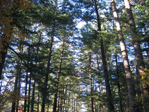 2005-10-22 오후 3-55-05-woljeongsa.jpg