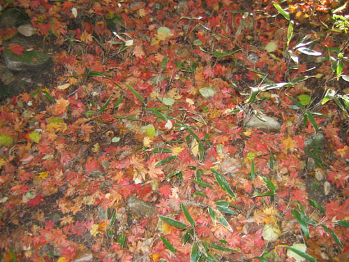 2005-10-22 오후 4-06-28-woljeongsa.jpg