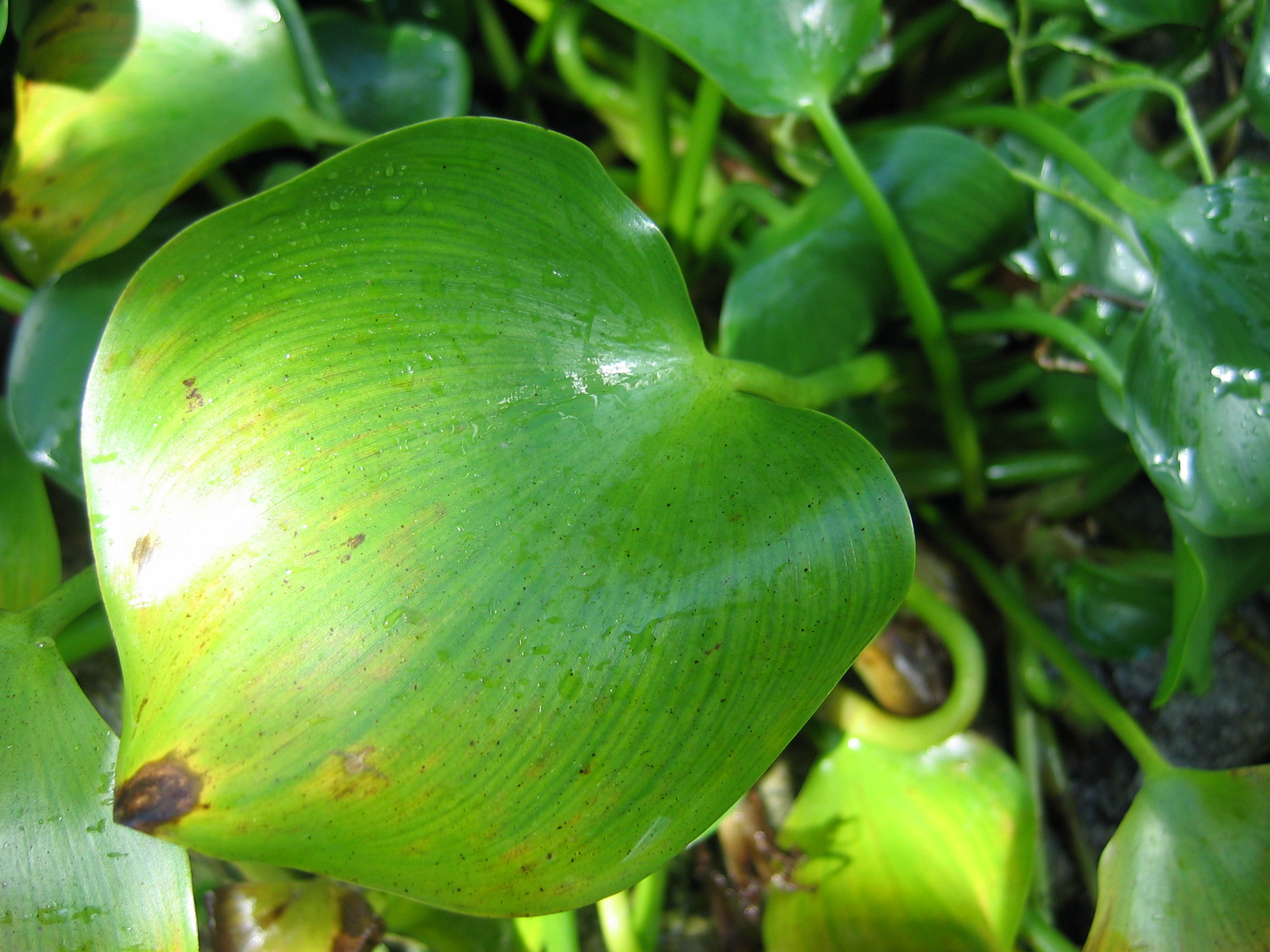 사본 - 2005-10-22 오전 11-19-51-herb.JPG