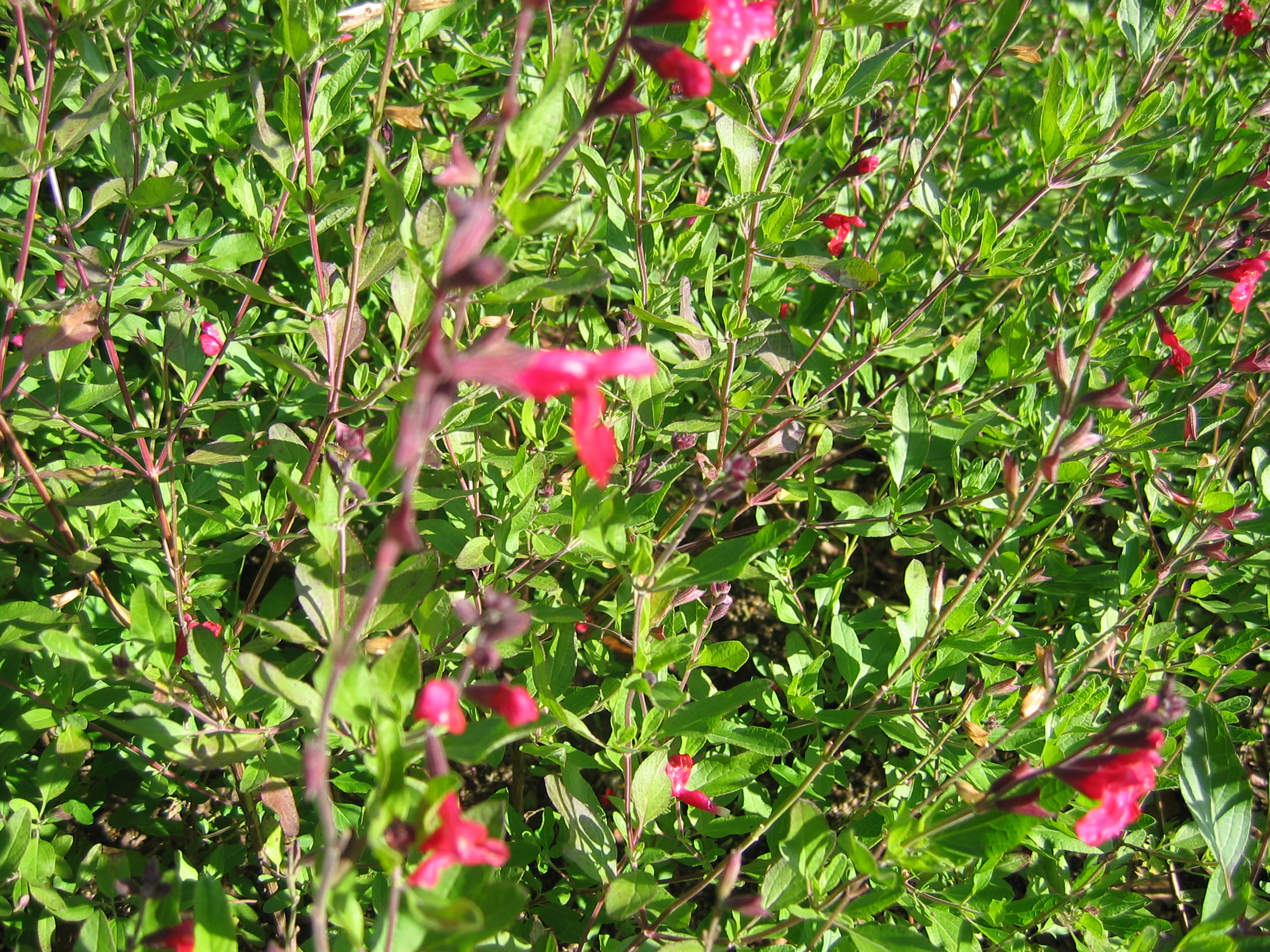 2005-10-22 오전 11-08-38-herb.JPG