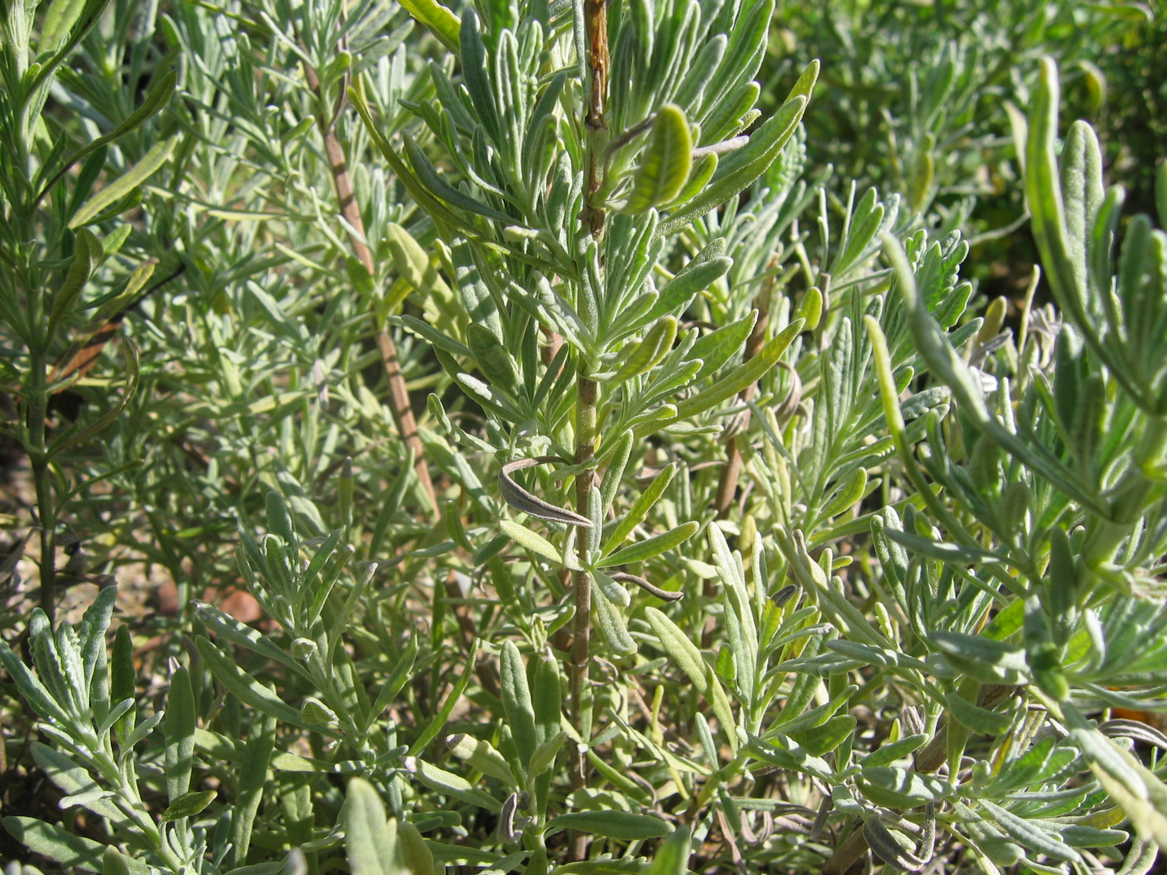 2005-10-22 오전 11-10-17-herb.JPG