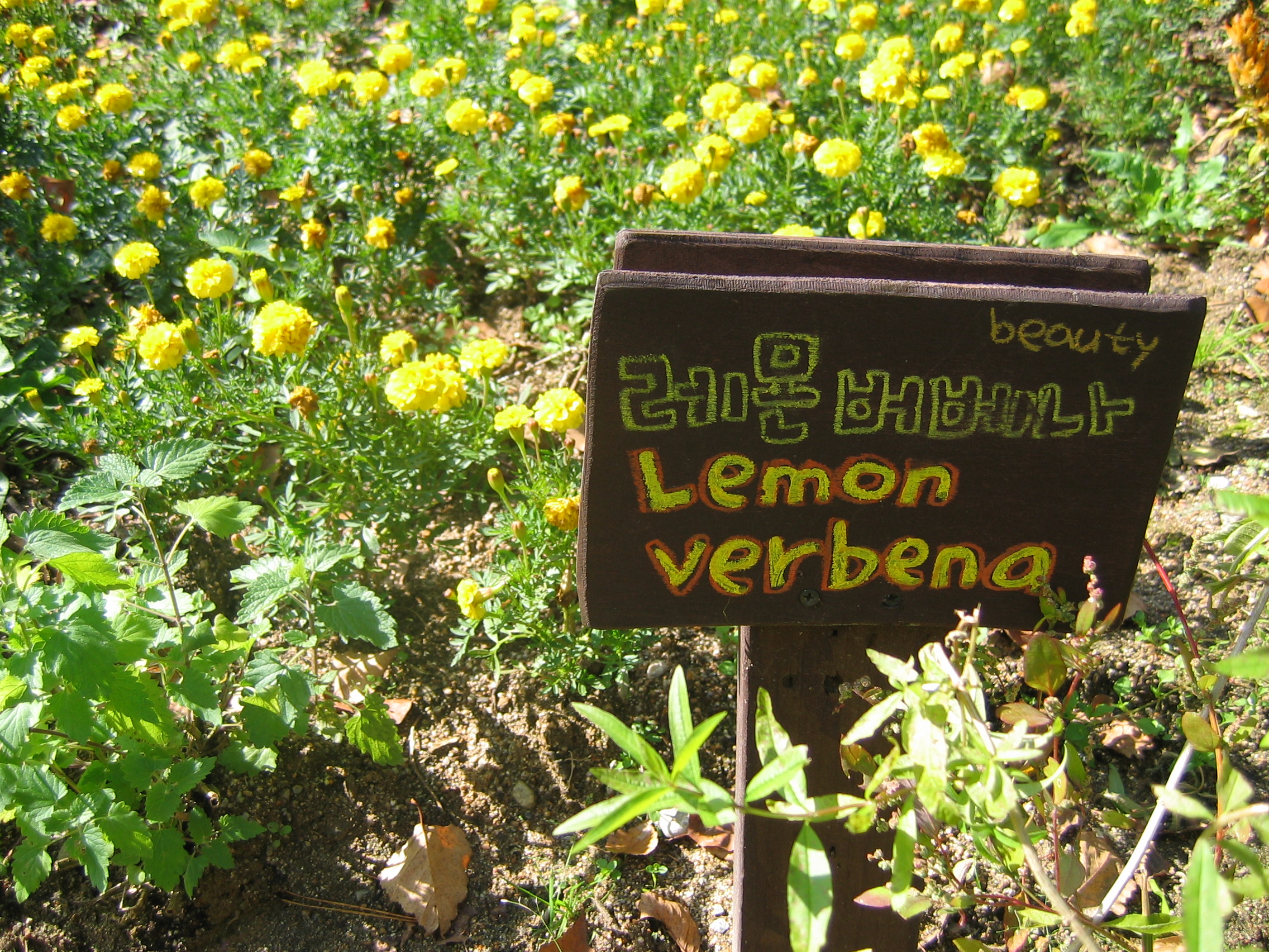 2005-10-22 오전 11-11-22-herb.JPG