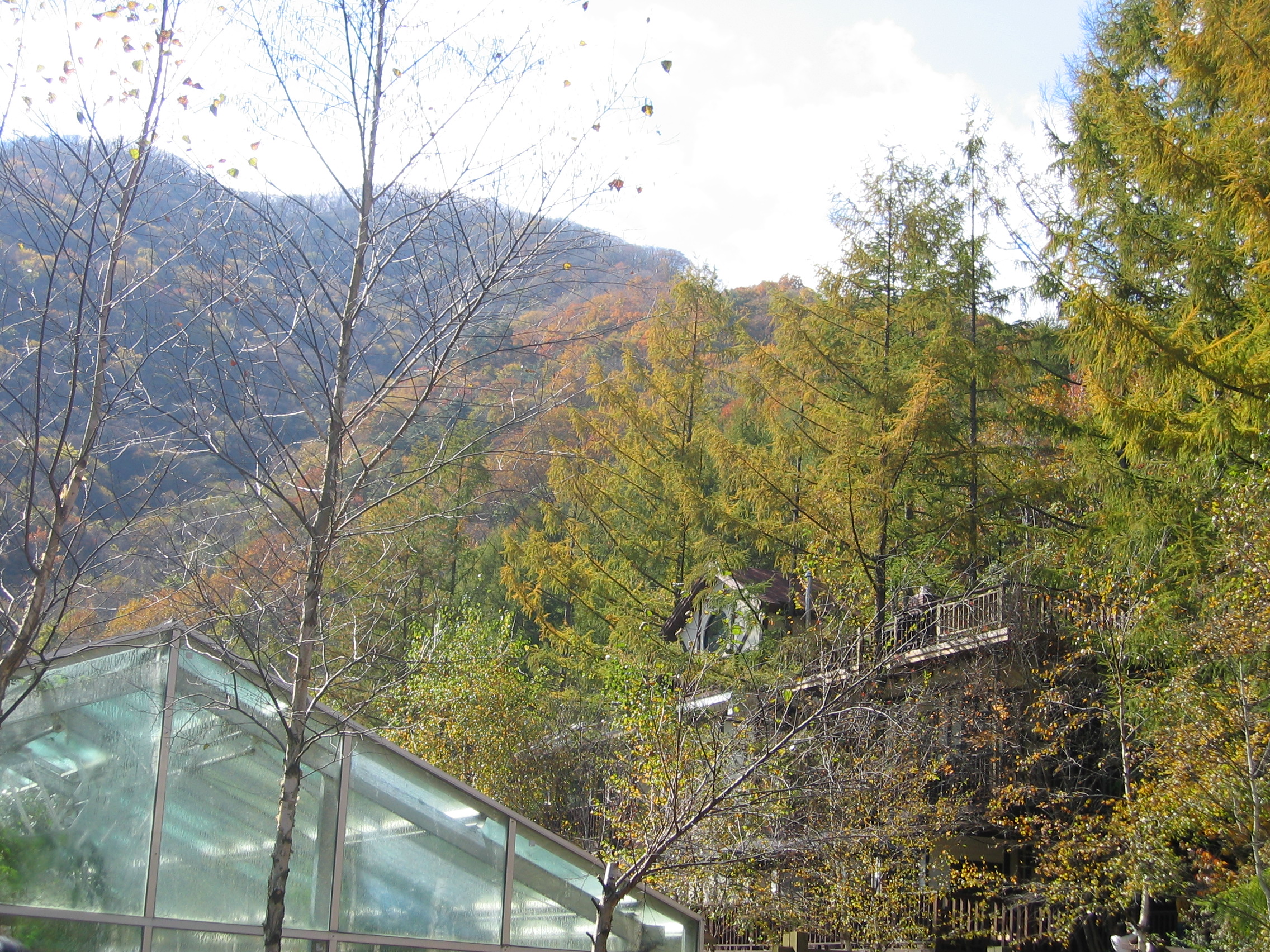 2005-10-22 오전 11-16-12-herb.JPG