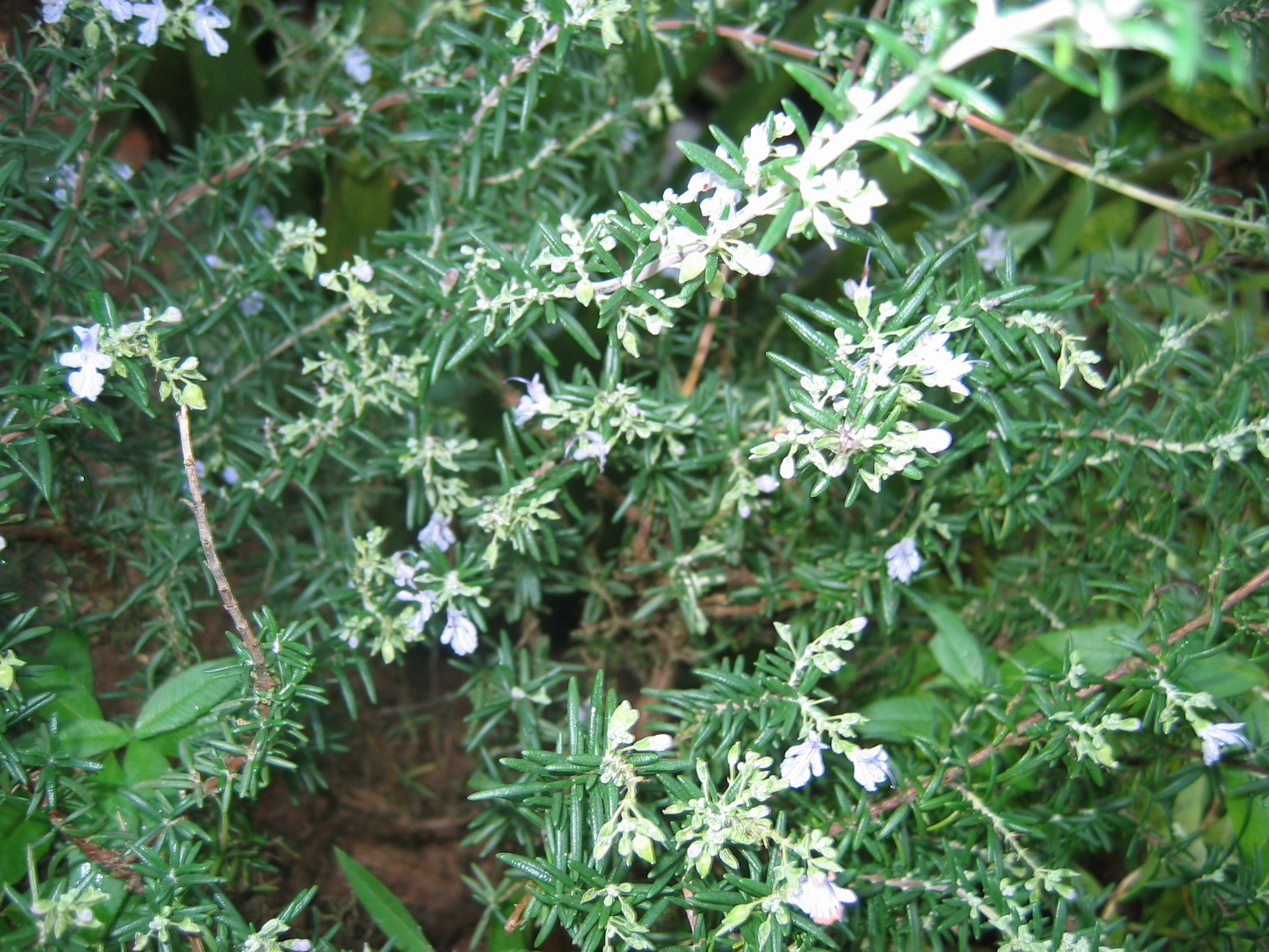 2005-10-22 오전 11-20-07-herb.JPG