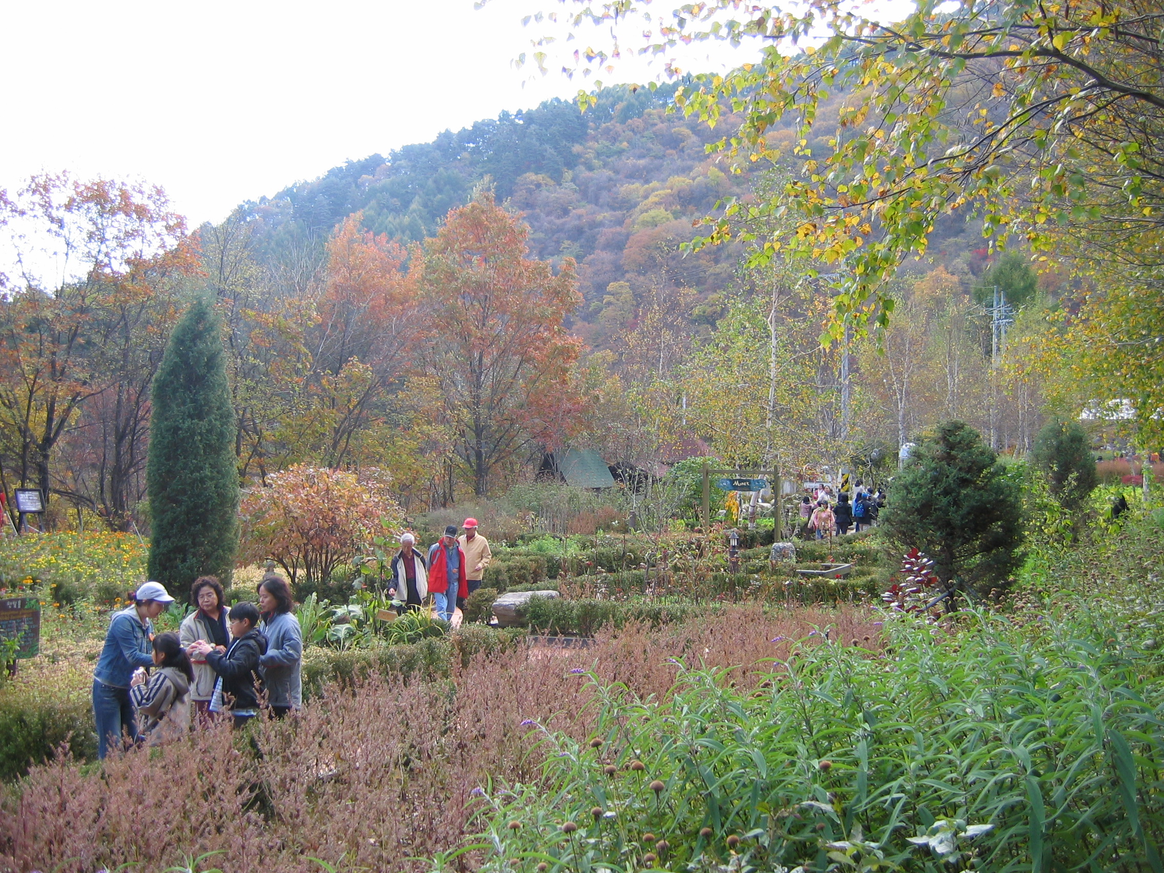 2005-10-22 오전 11-38-11-herb.JPG
