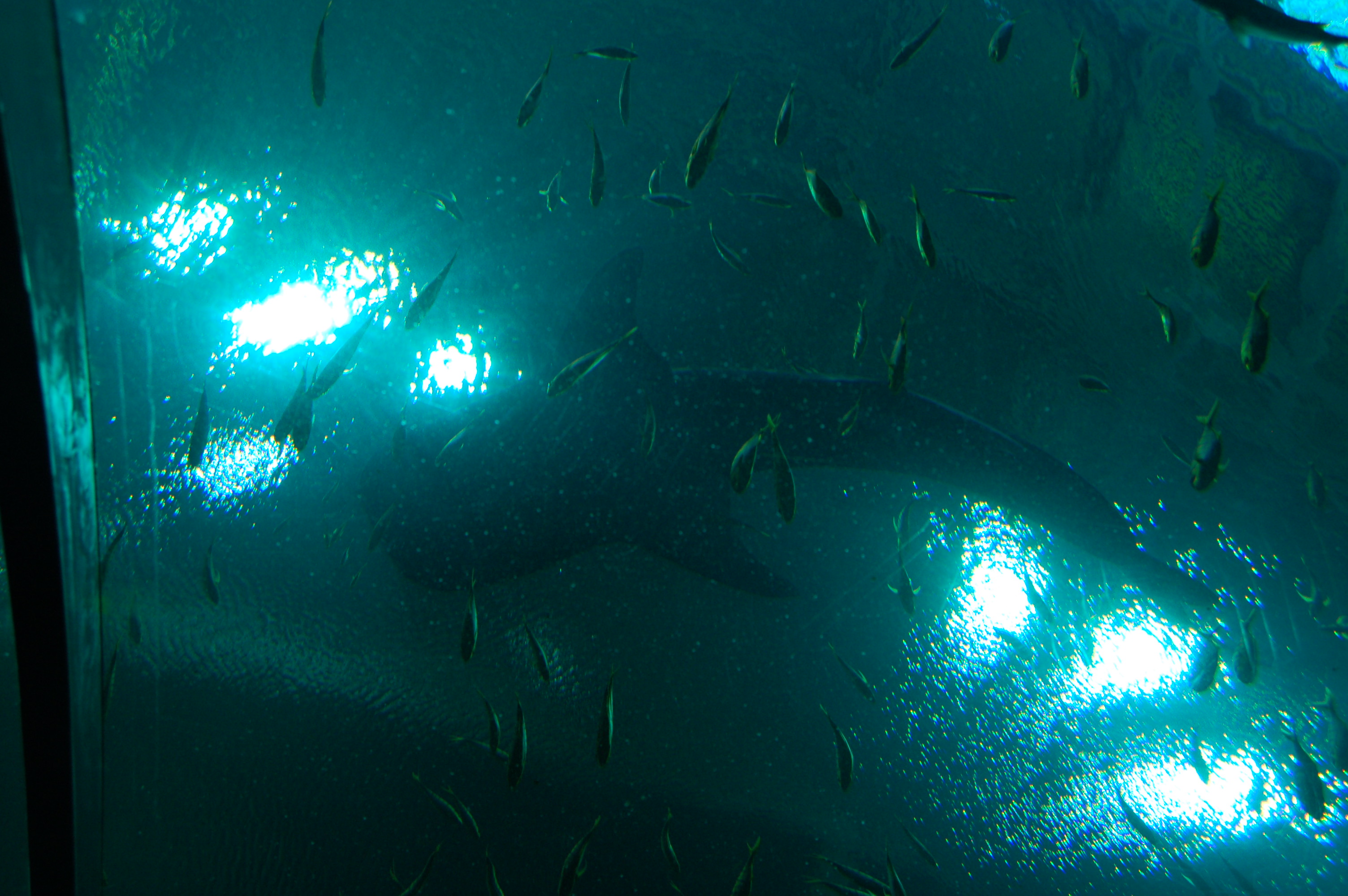 DSC_0133.JPG