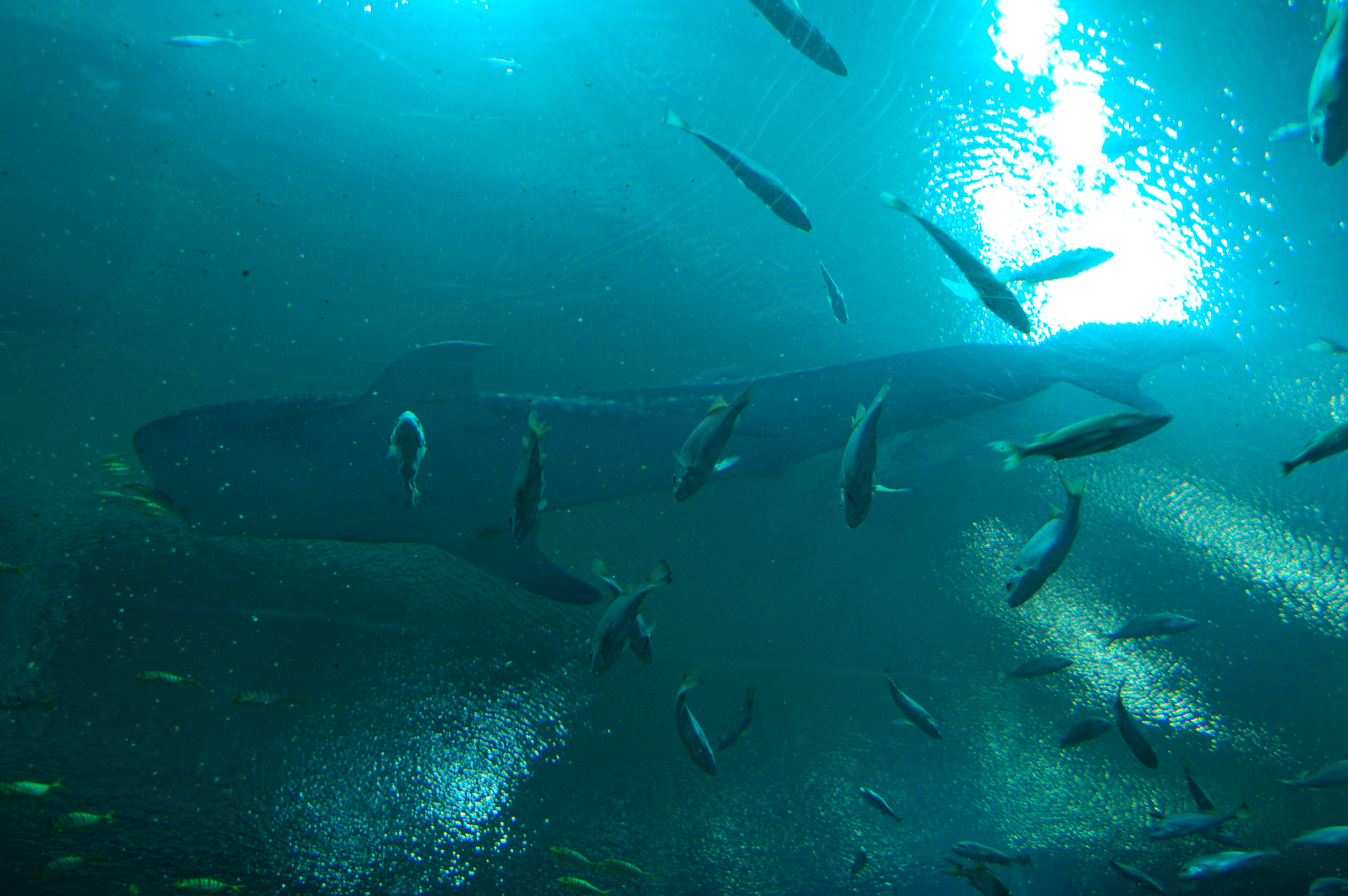 DSC_0138.JPG
