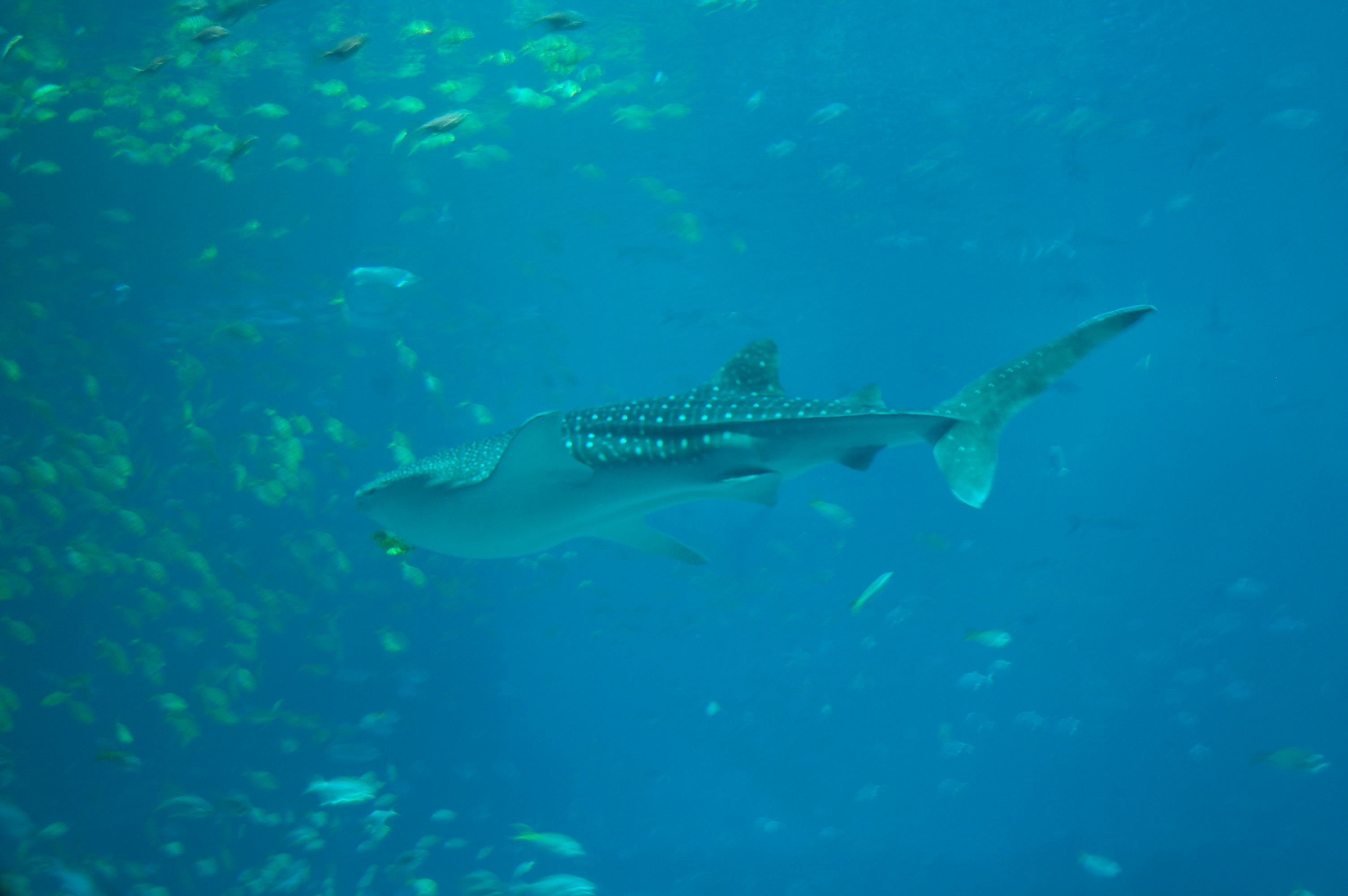 DSC_0145.JPG