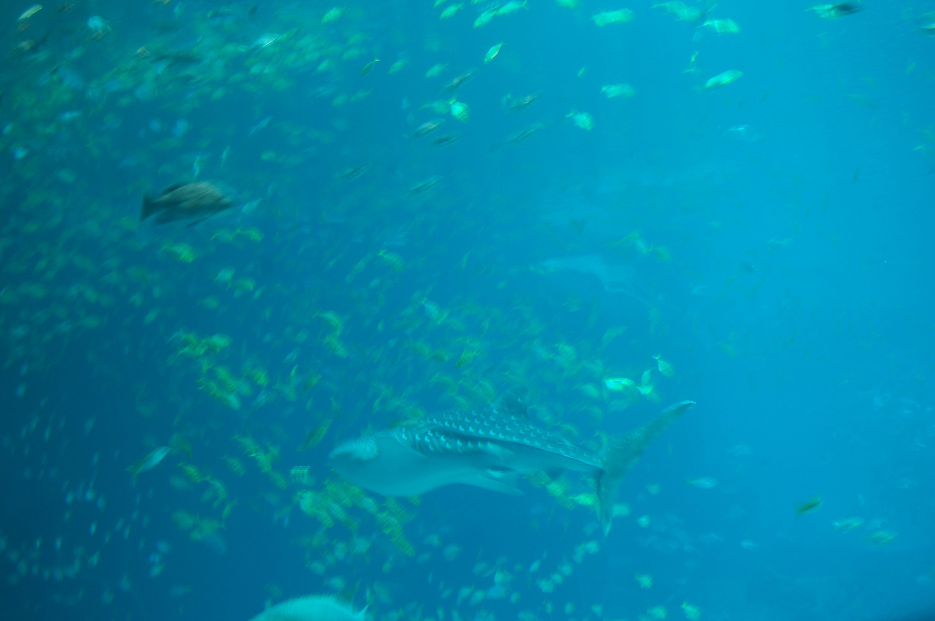 DSC_0146.JPG
