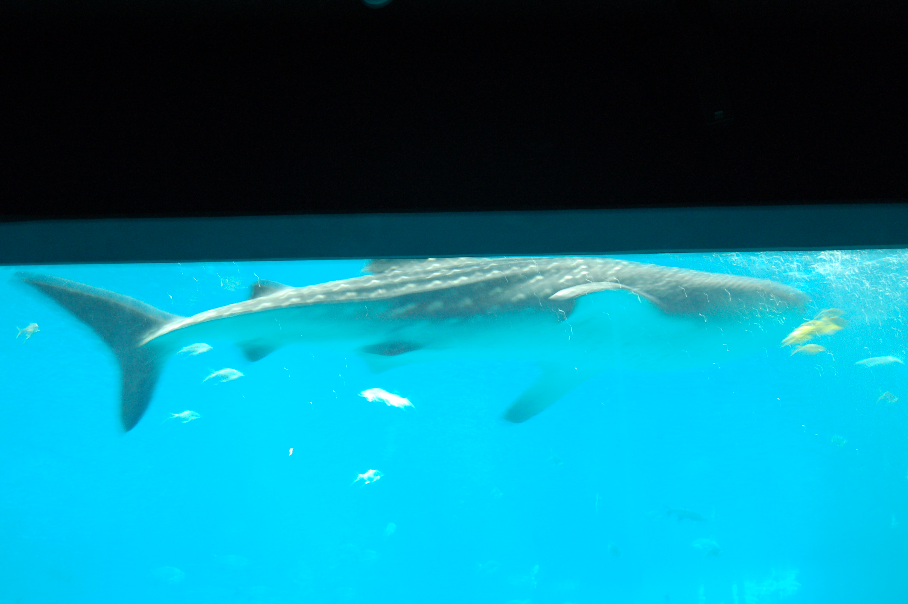 DSC_0149.JPG