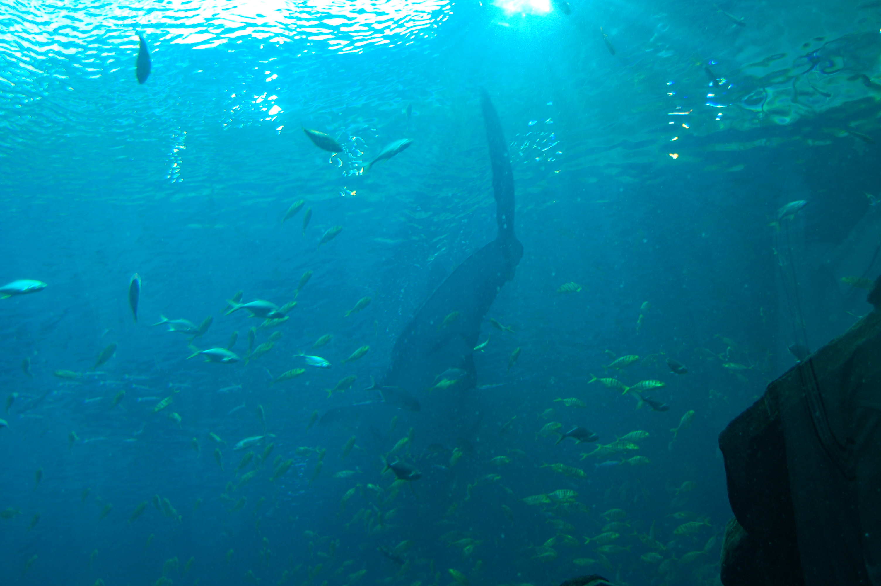 DSC_0130.JPG