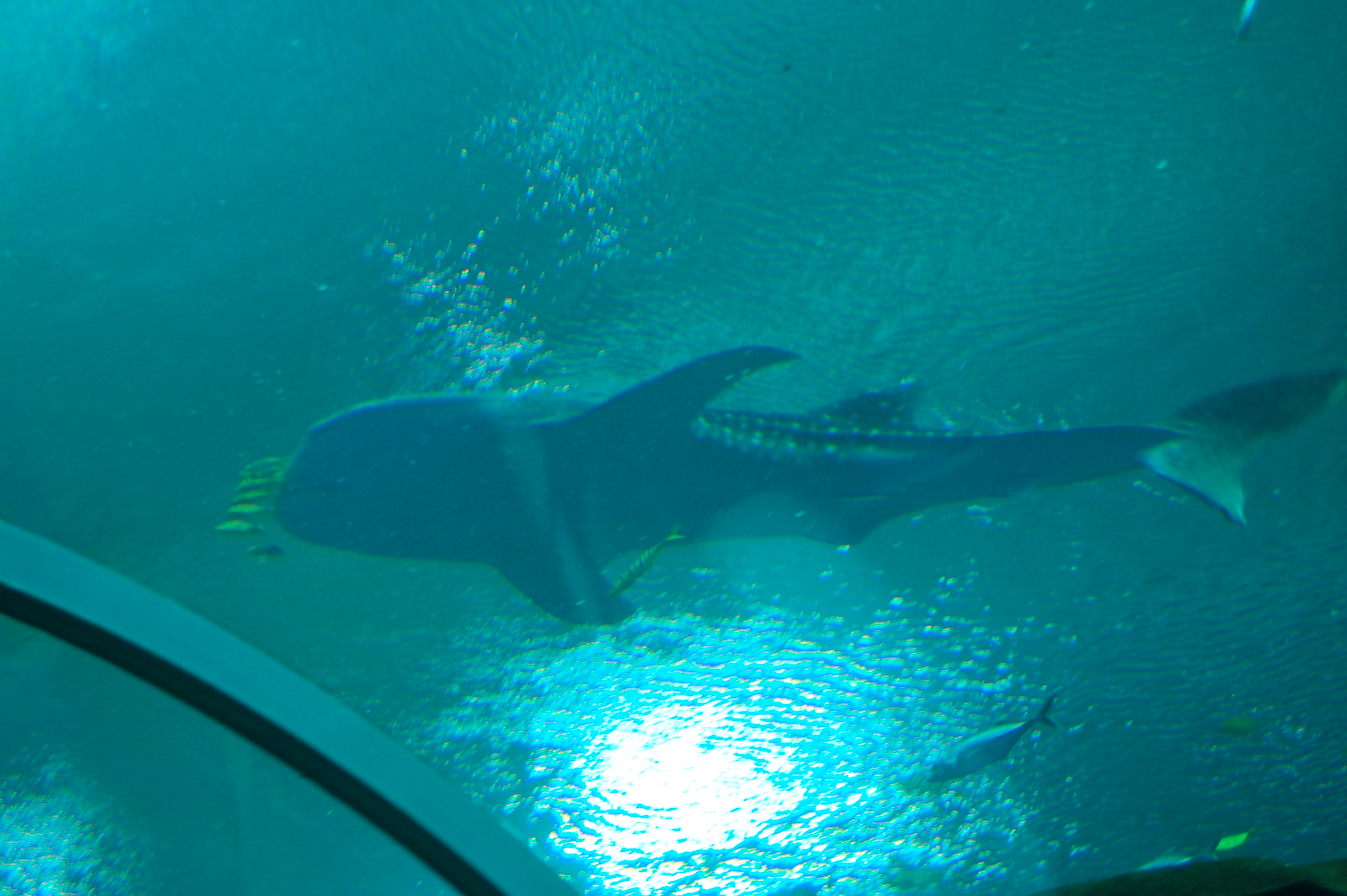 DSC_0137.JPG
