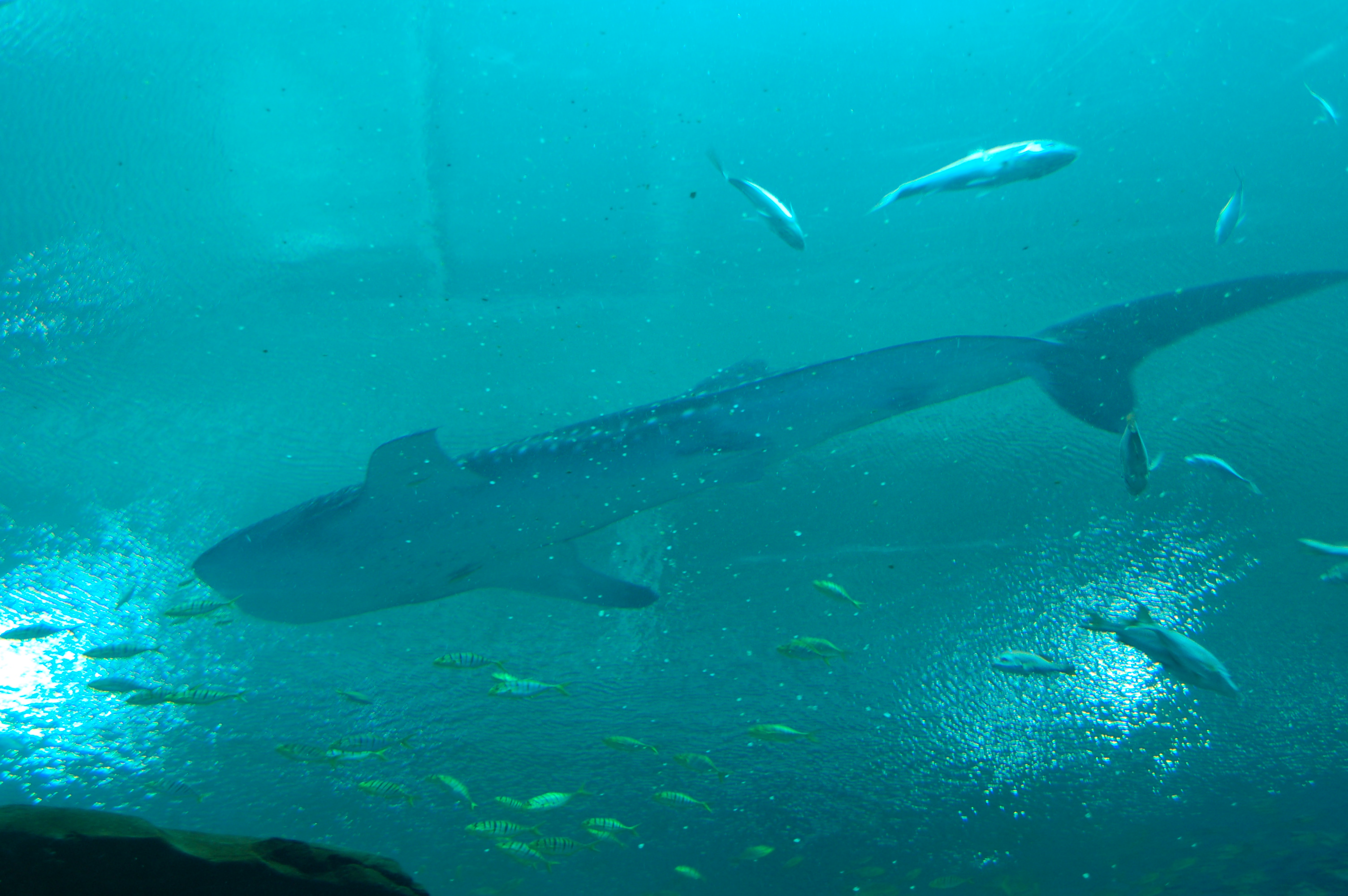 DSC_0139.JPG