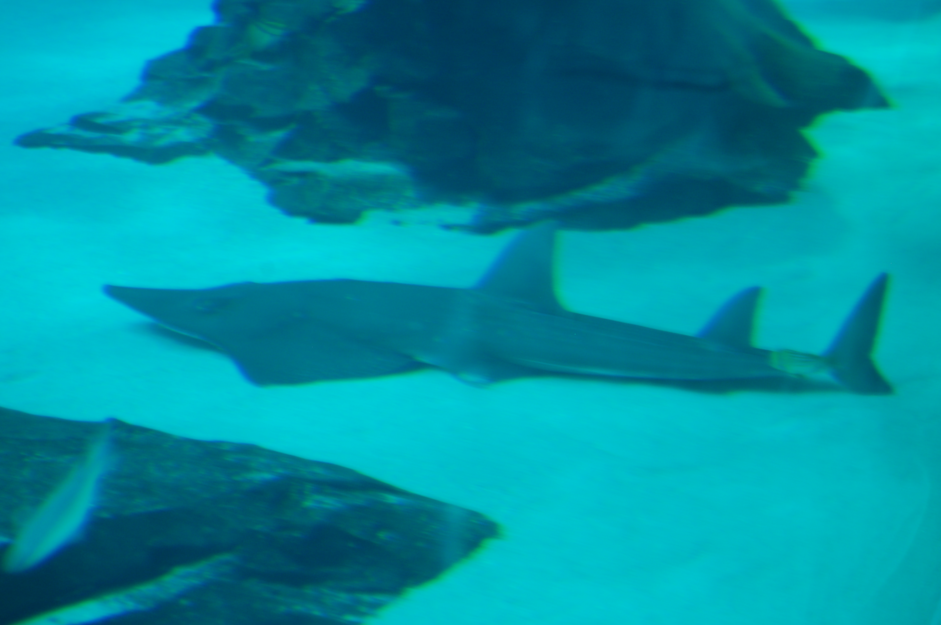 DSC_0154.JPG