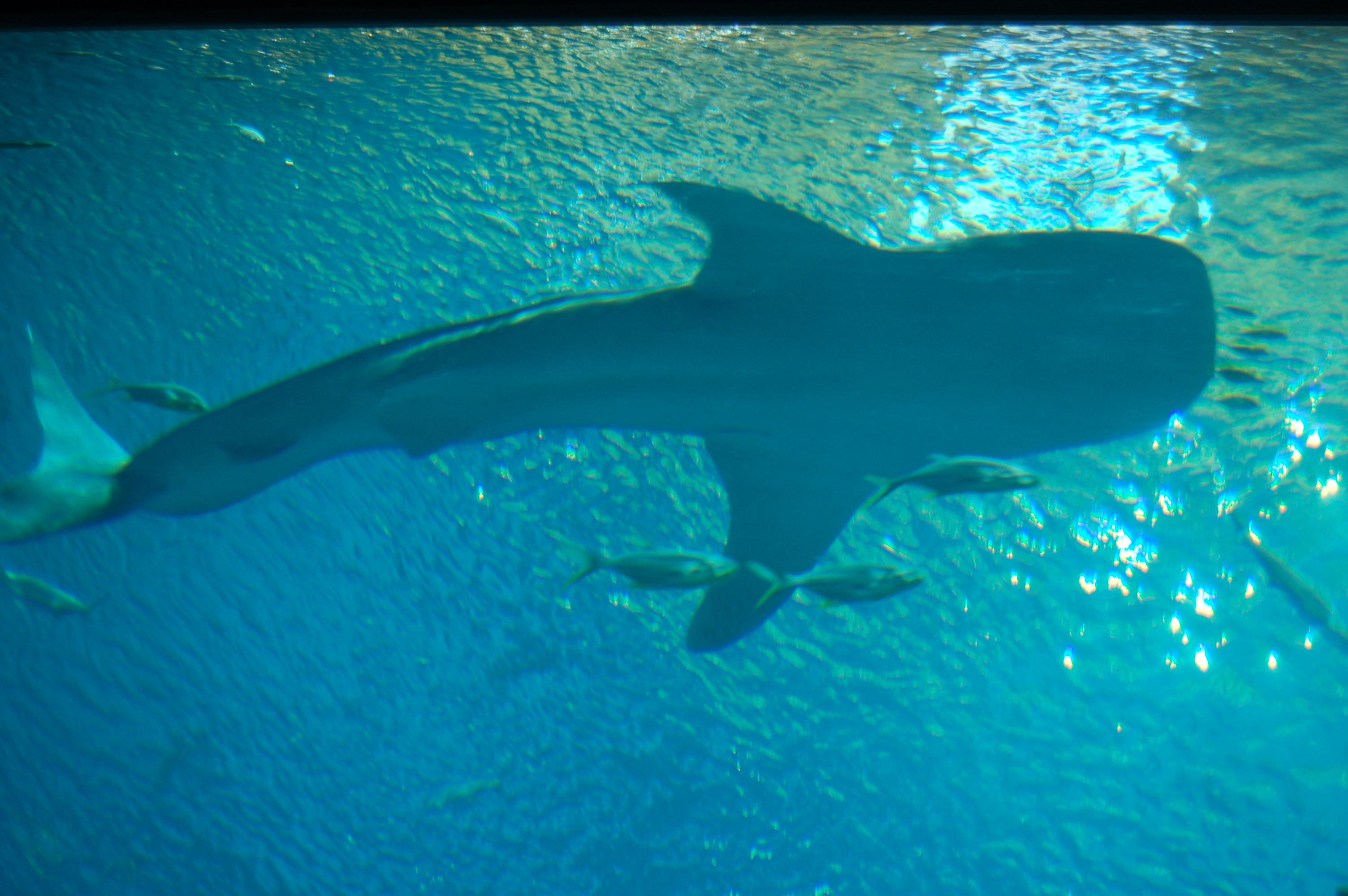 DSC_0155.JPG