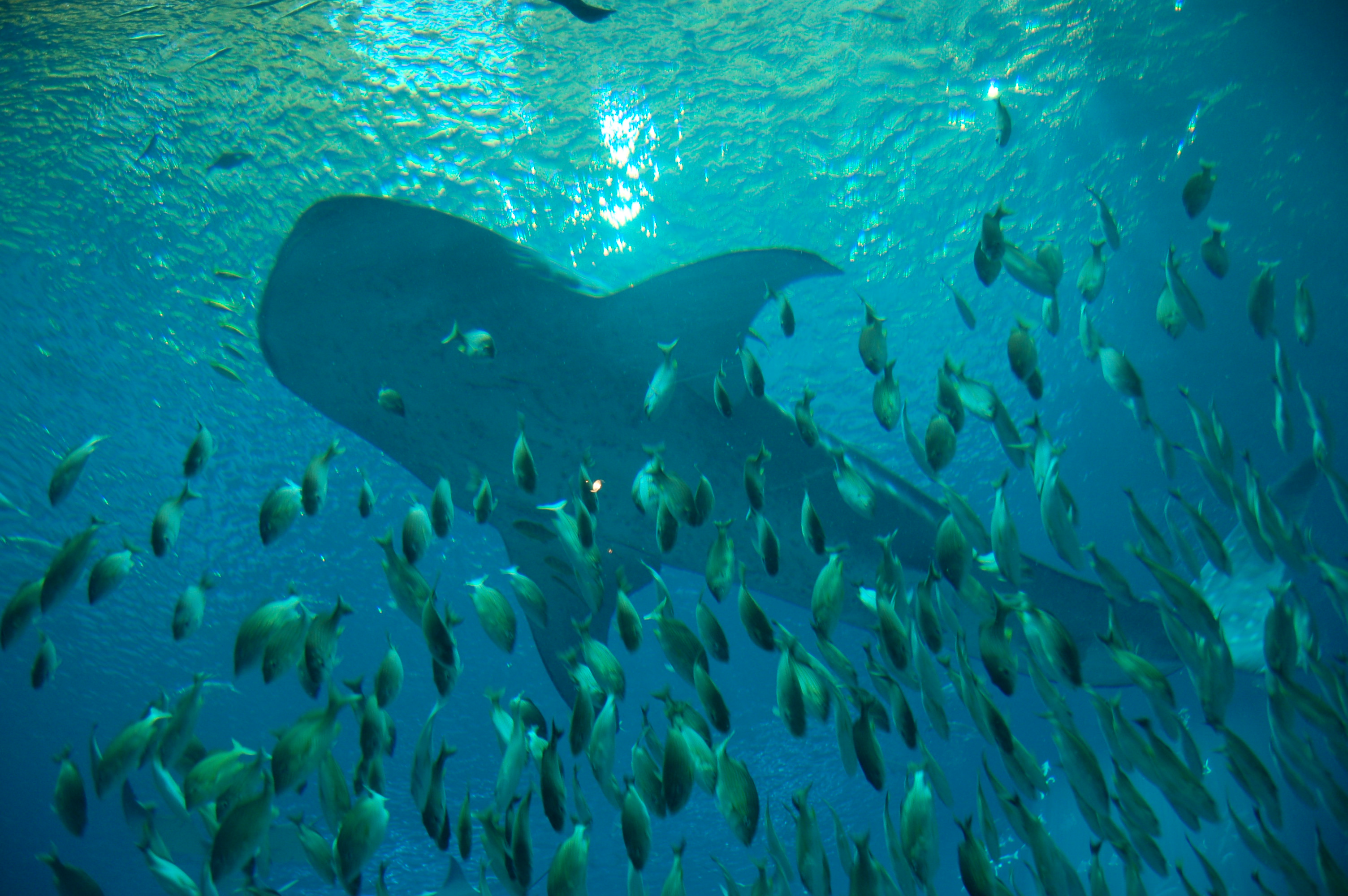 DSC_0161.JPG