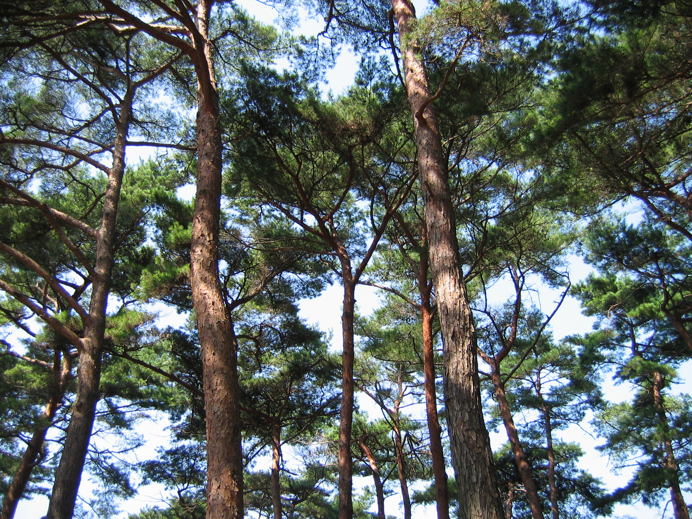 2006-09-02 오후 2-48-09-안면도-2643.JPG
