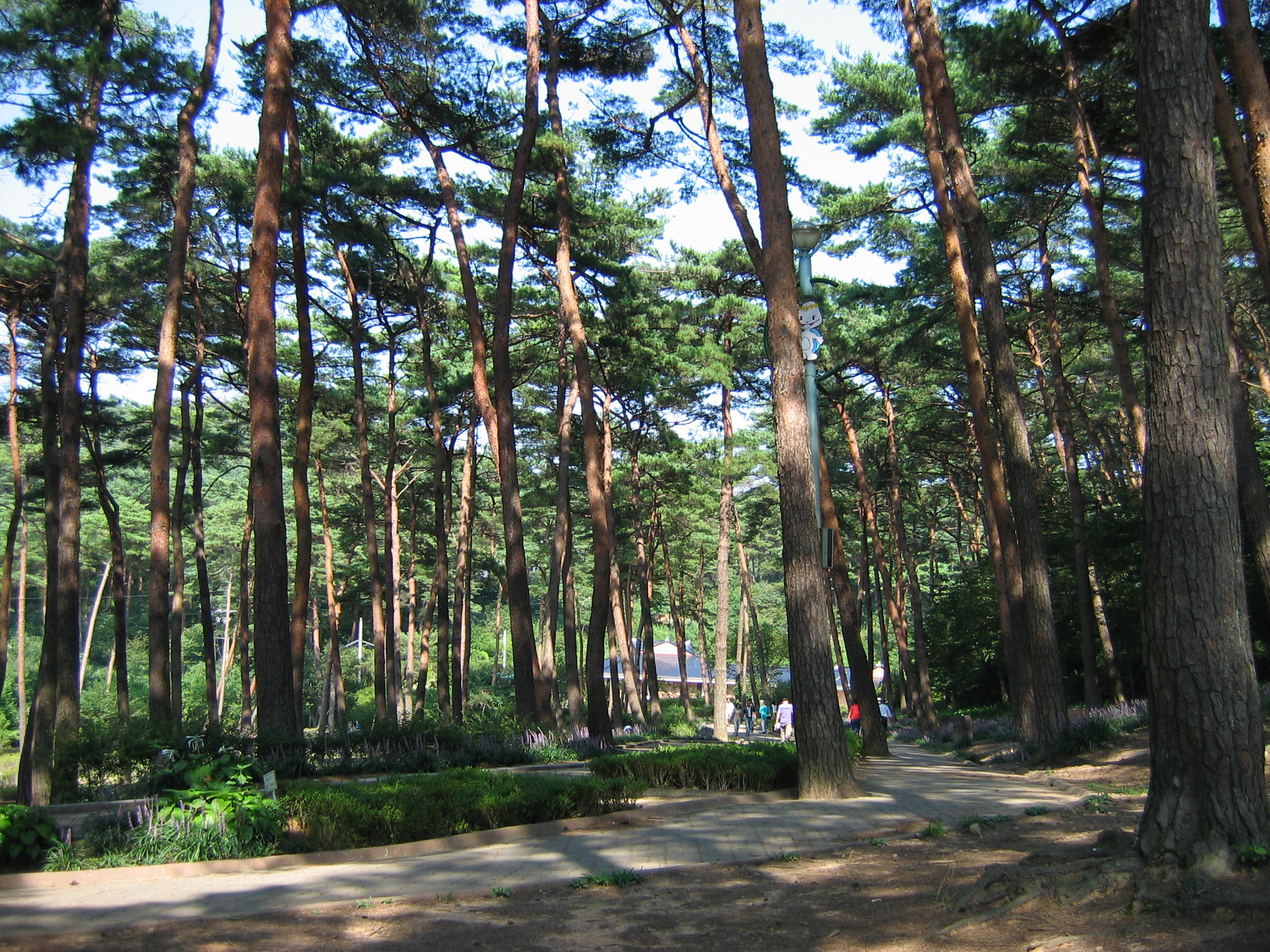 2006-09-02 오후 2-48-19-안면도-2644.JPG