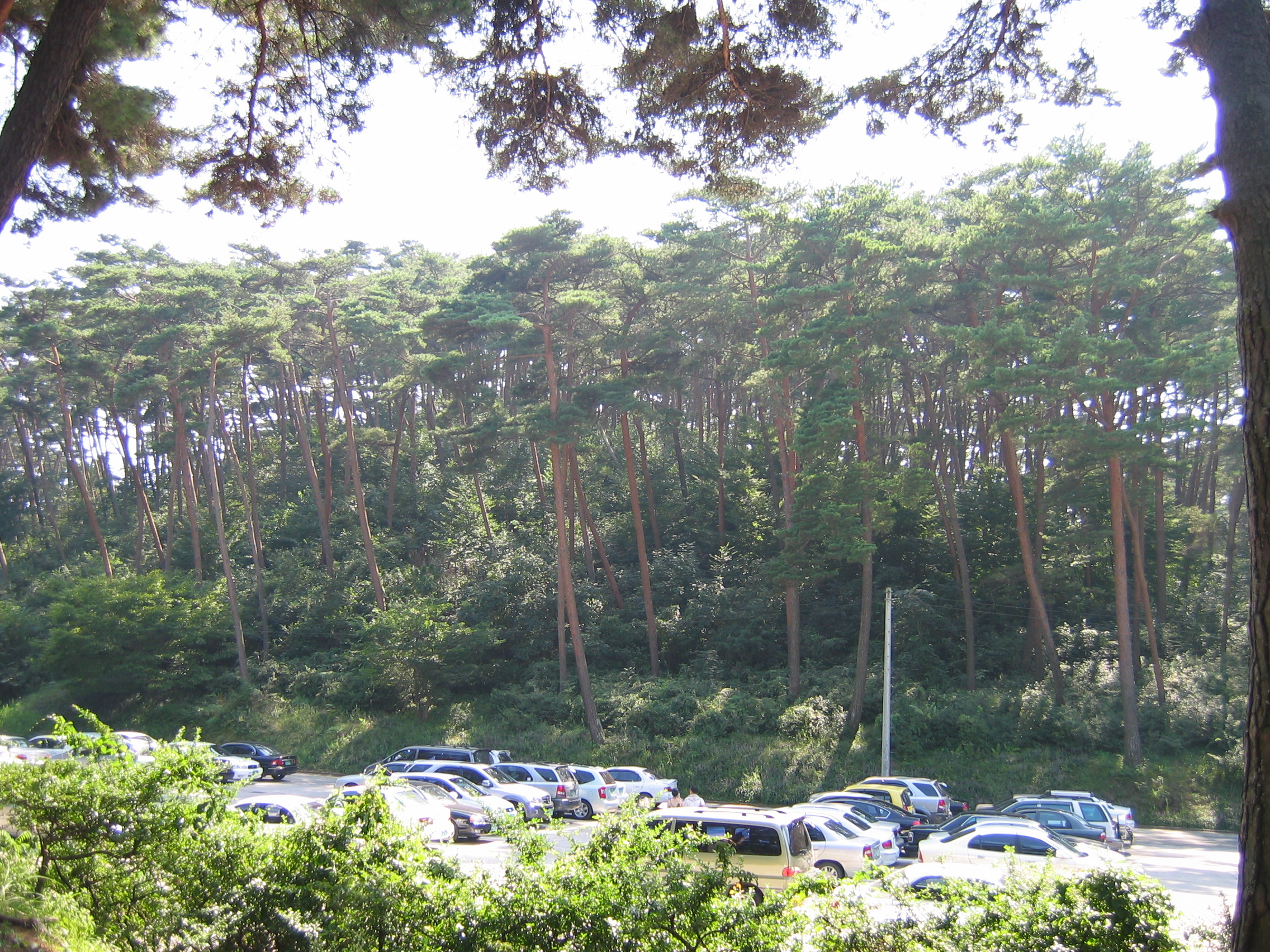 2006-09-02 오후 2-50-18-안면도-2645.JPG