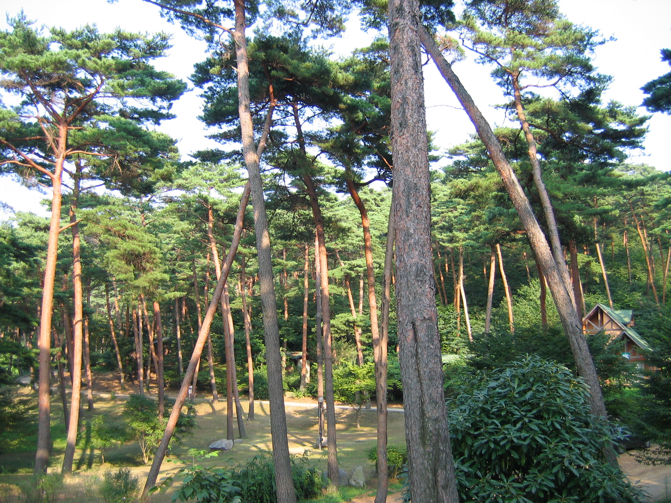 2006-09-02 오후 4-50-13-안면도-2653.JPG