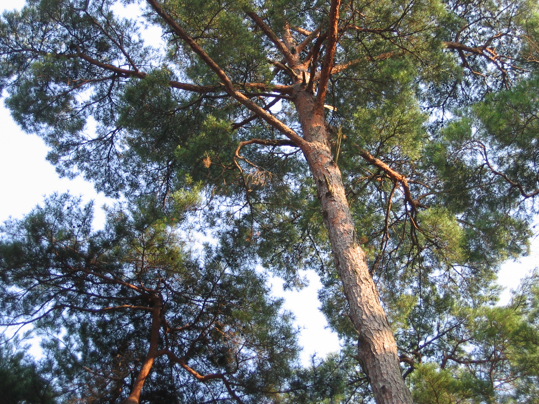 2006-09-02 오후 4-51-44-안면도-2659.JPG