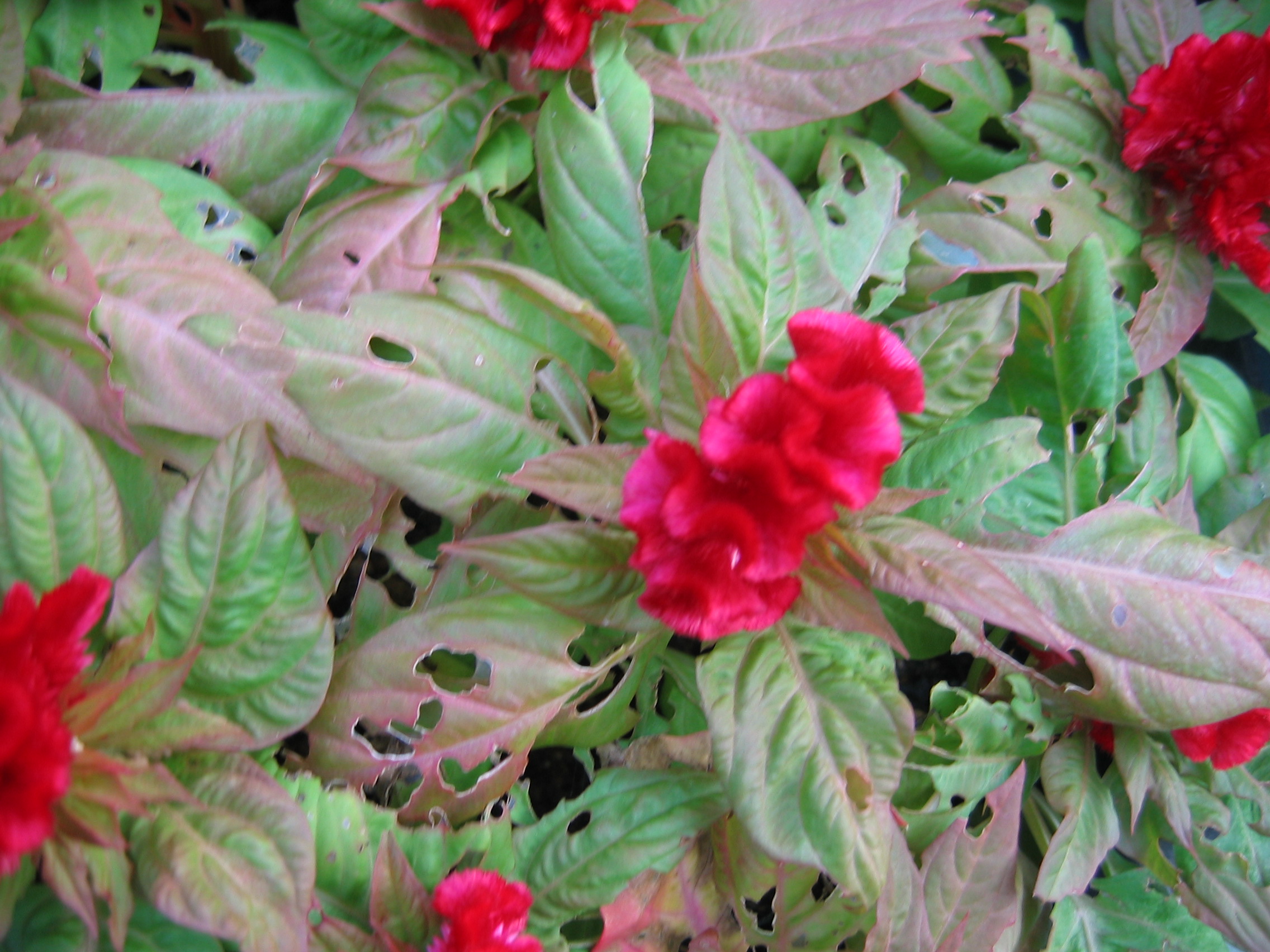 2006-10-03 오후 5-04-56-어린이대공원-032.JPG