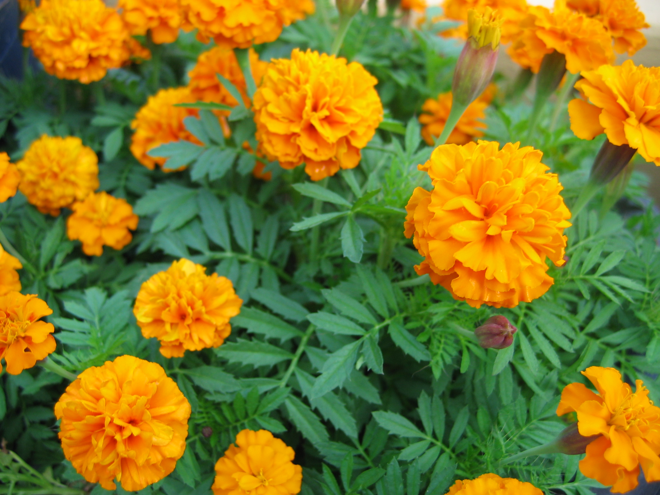 2006-10-03 오후 5-05-33-어린이대공원-035.JPG