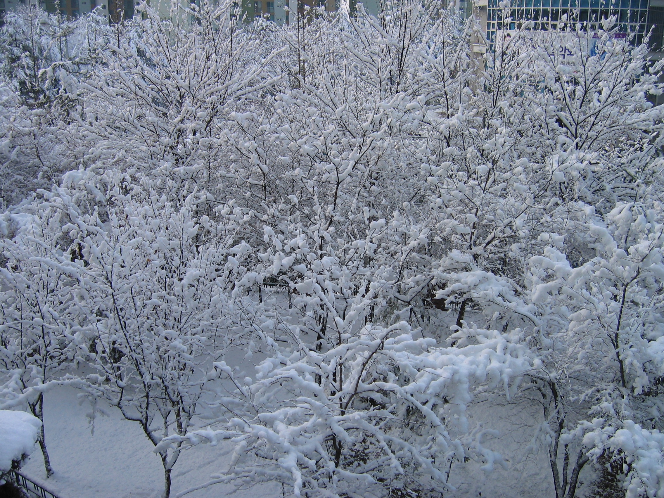 2006-12-17 오전 11-24-59.JPG