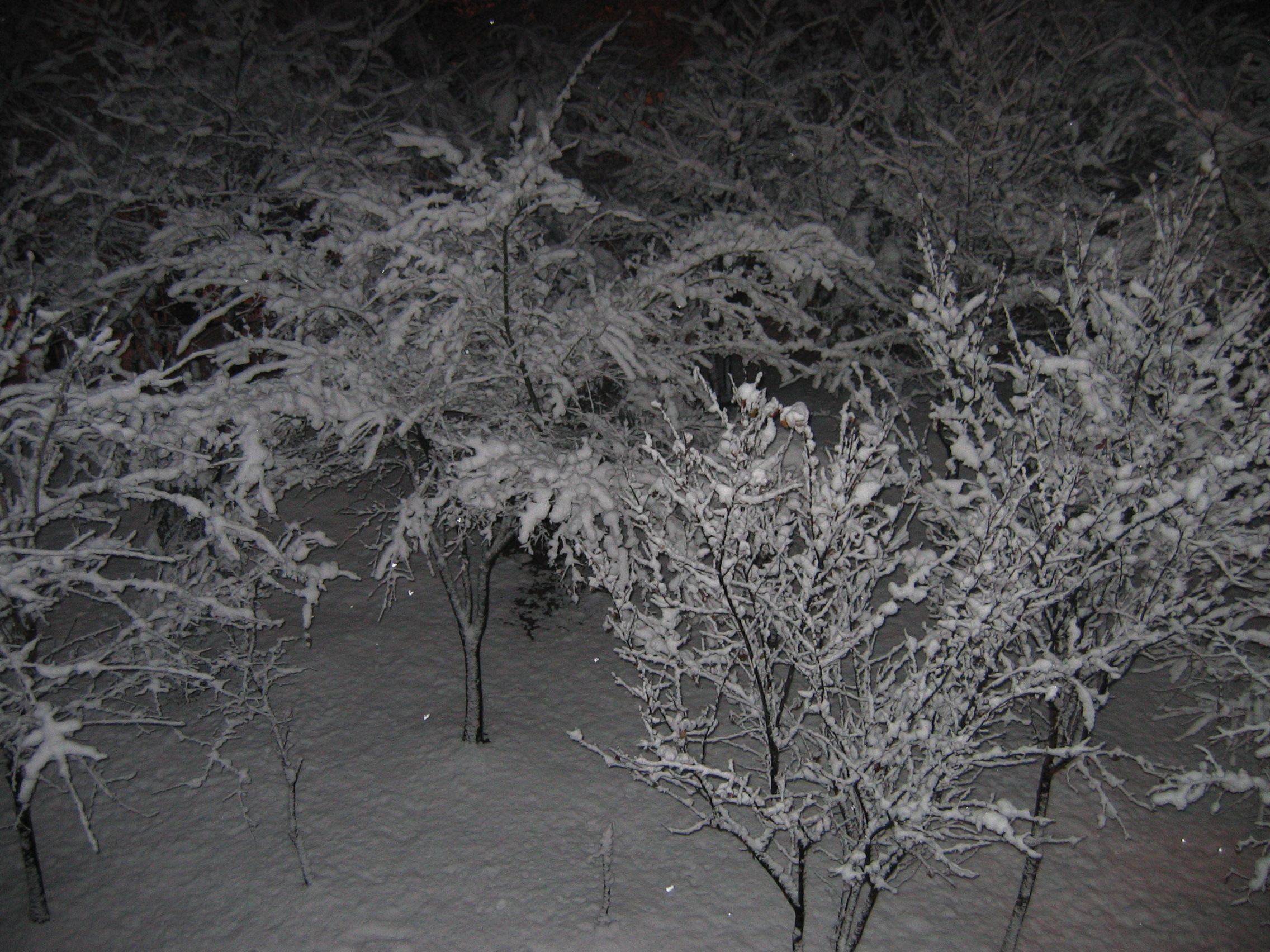 2006-12-17 오전 4-54-54.JPG