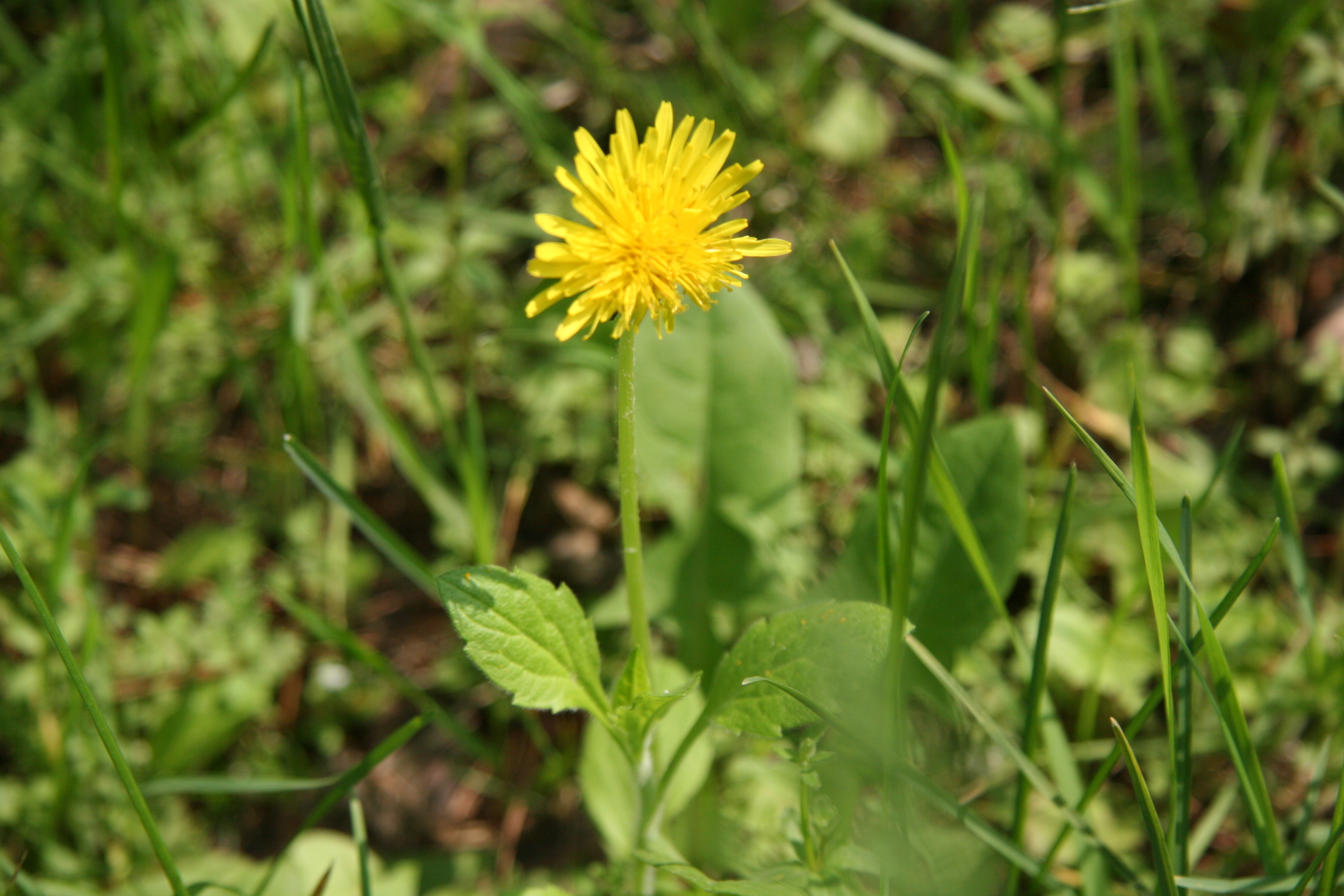 2007-05-05_14-54-27-0062.jpg