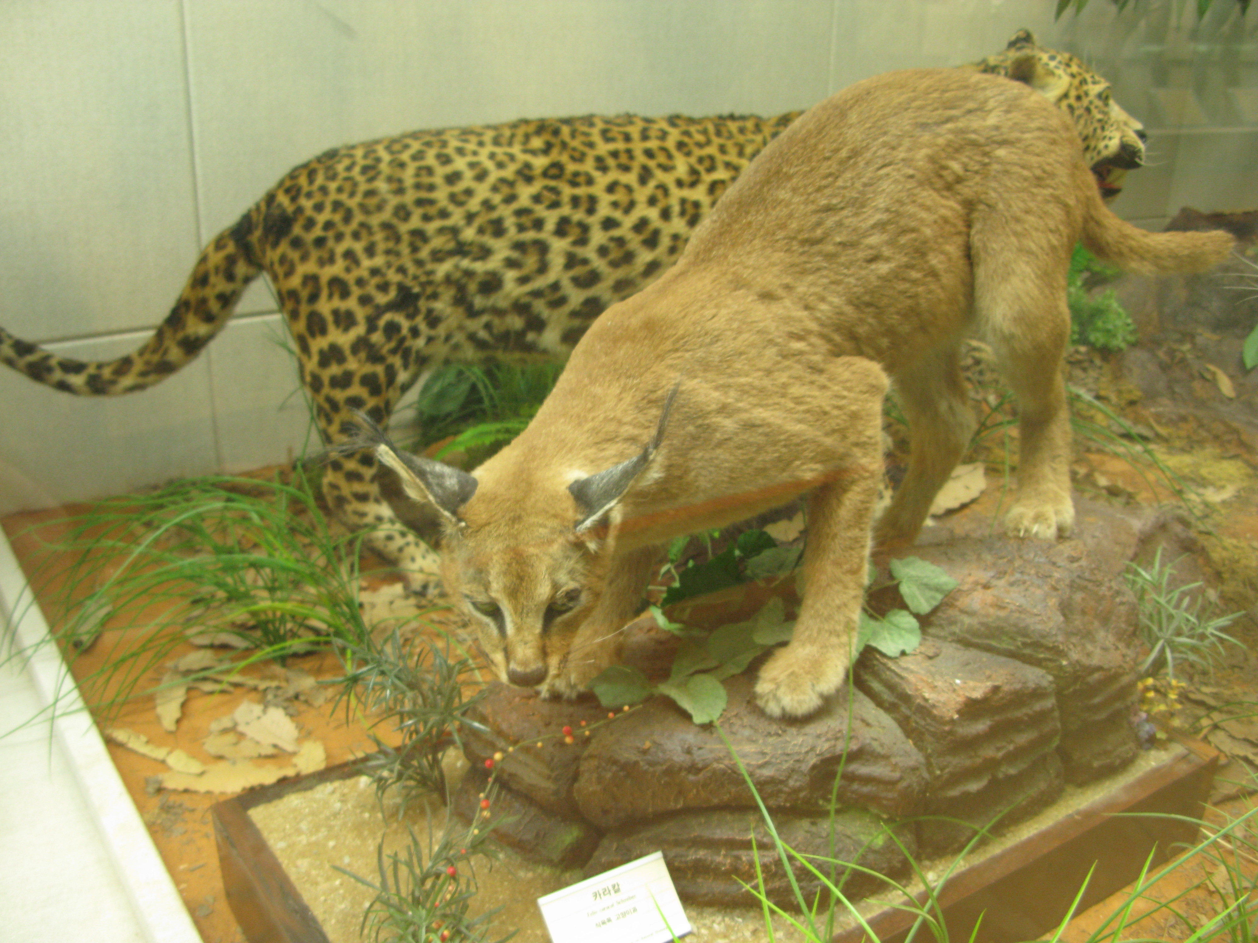 IMG_2009-08-01 오후 4-05-33.JPG