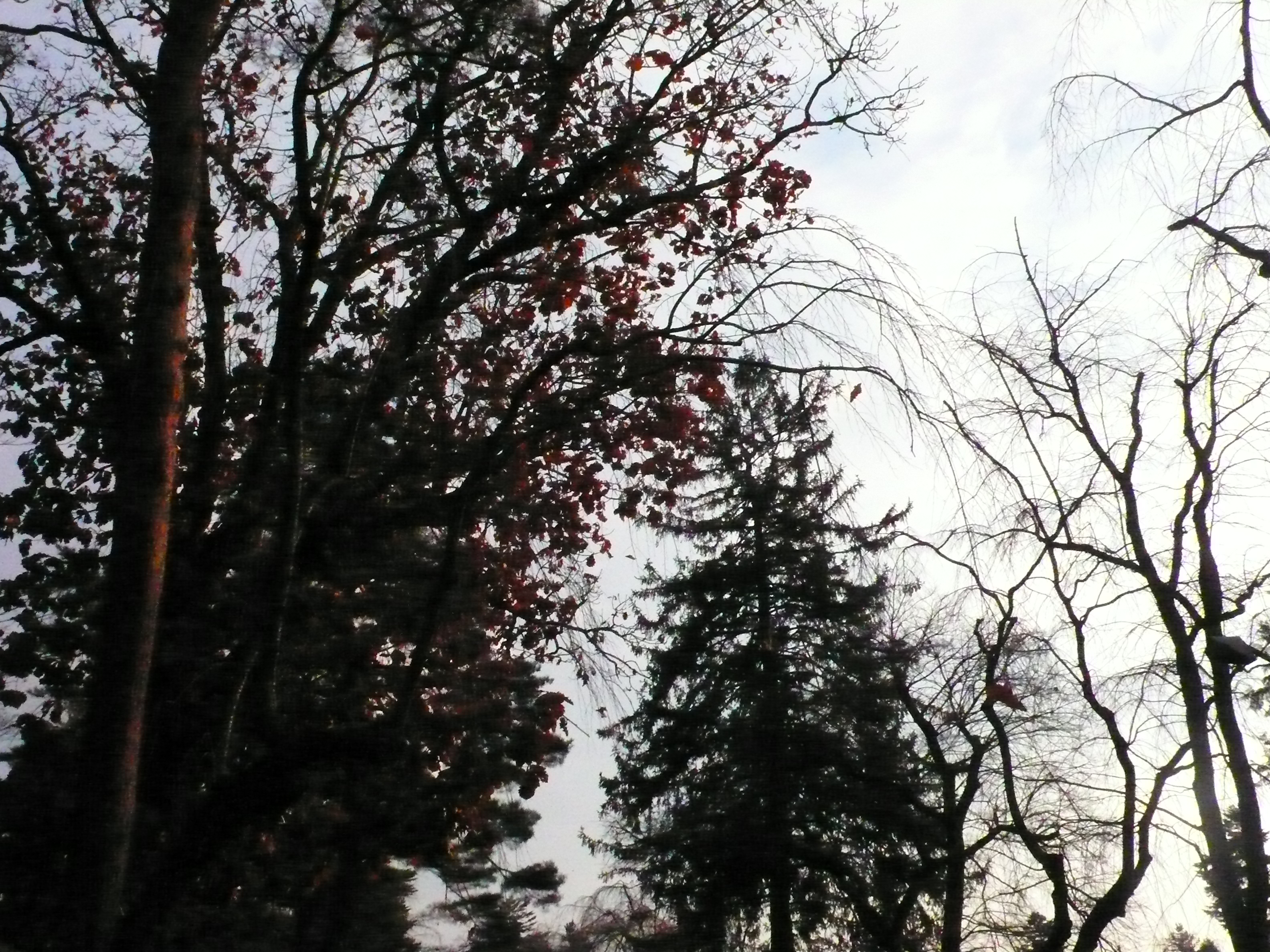 P1060041.JPG