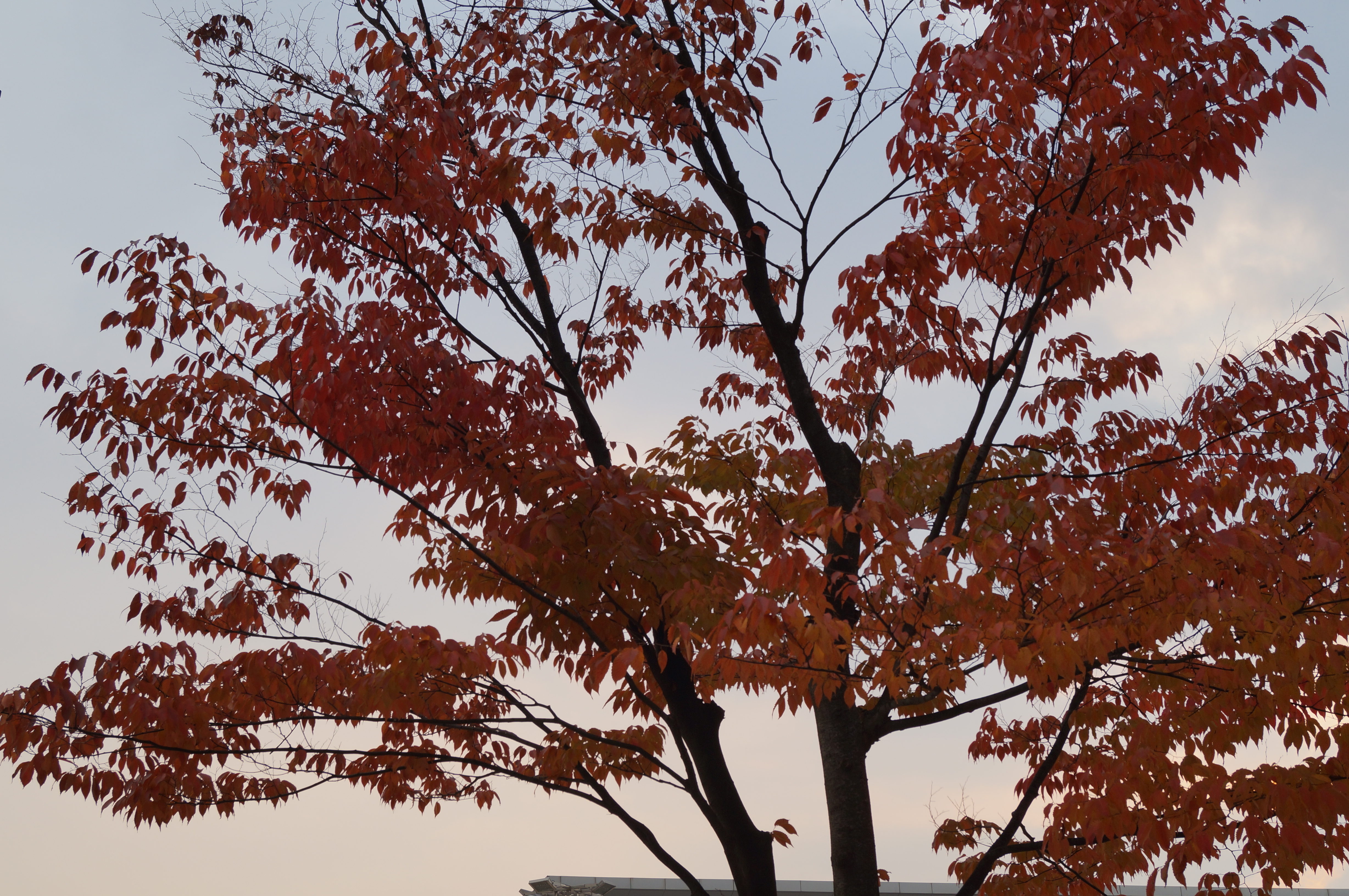 DSC02584.JPG