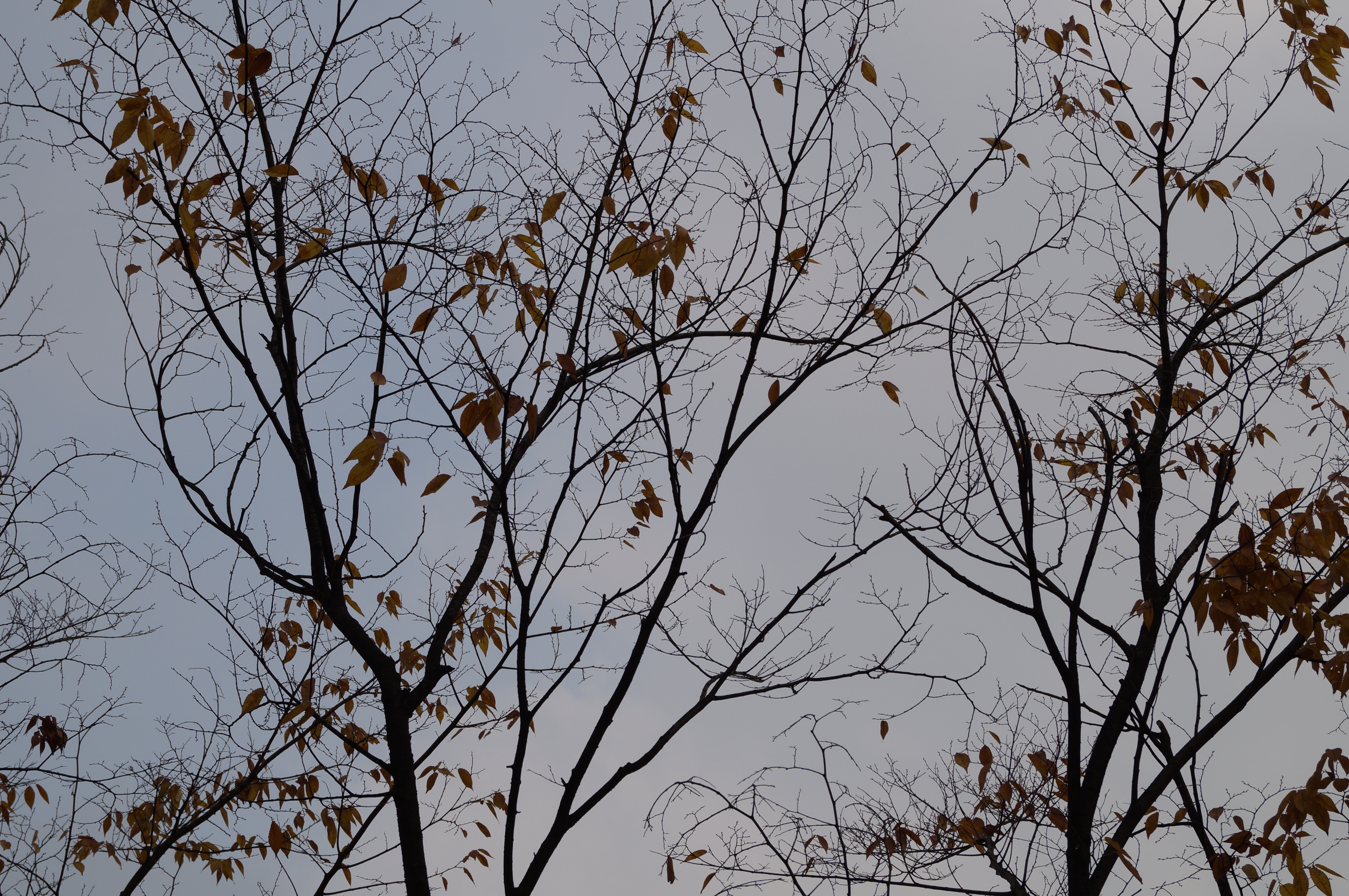 DSC02588.JPG