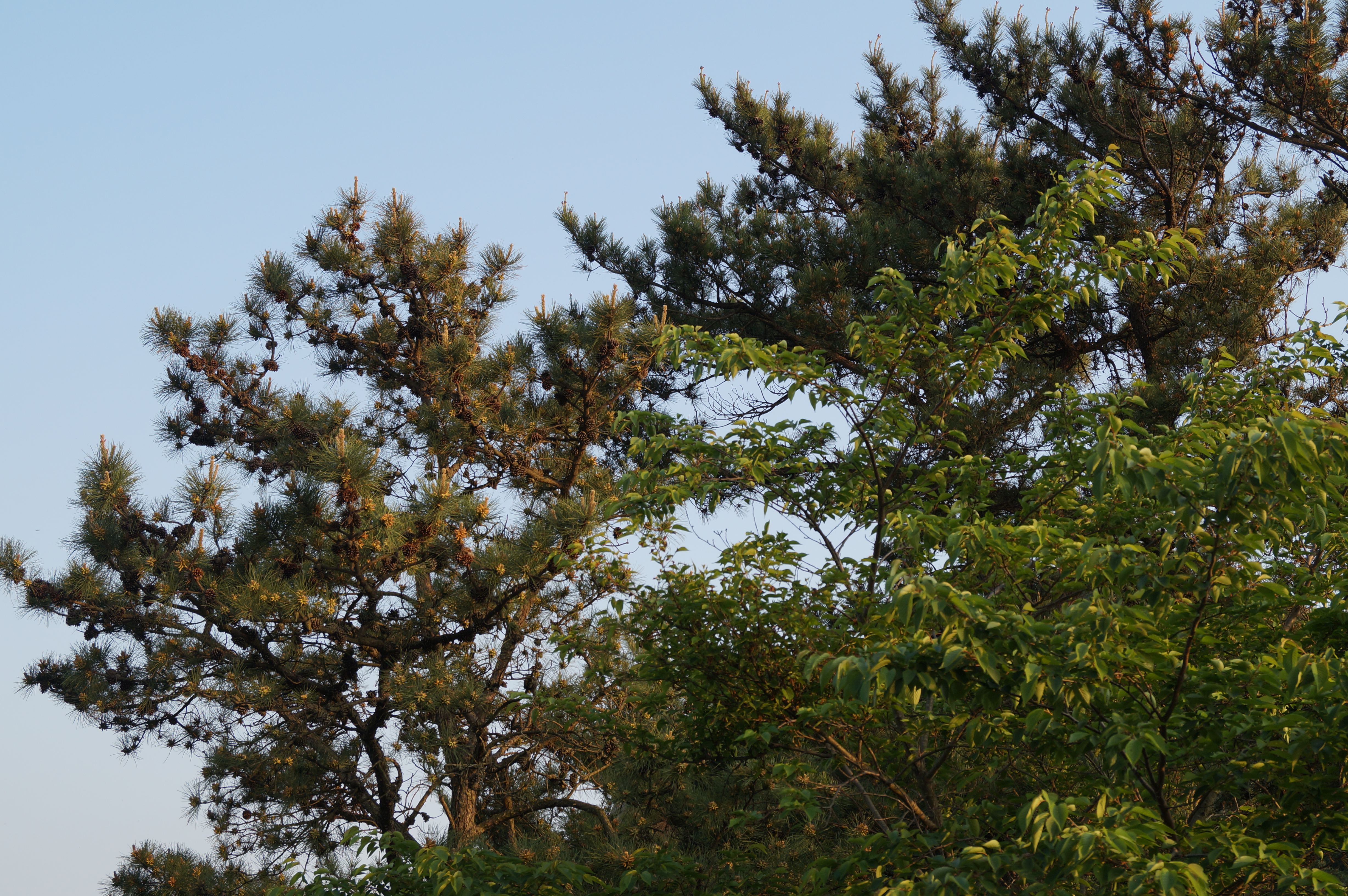 DSC03330.JPG