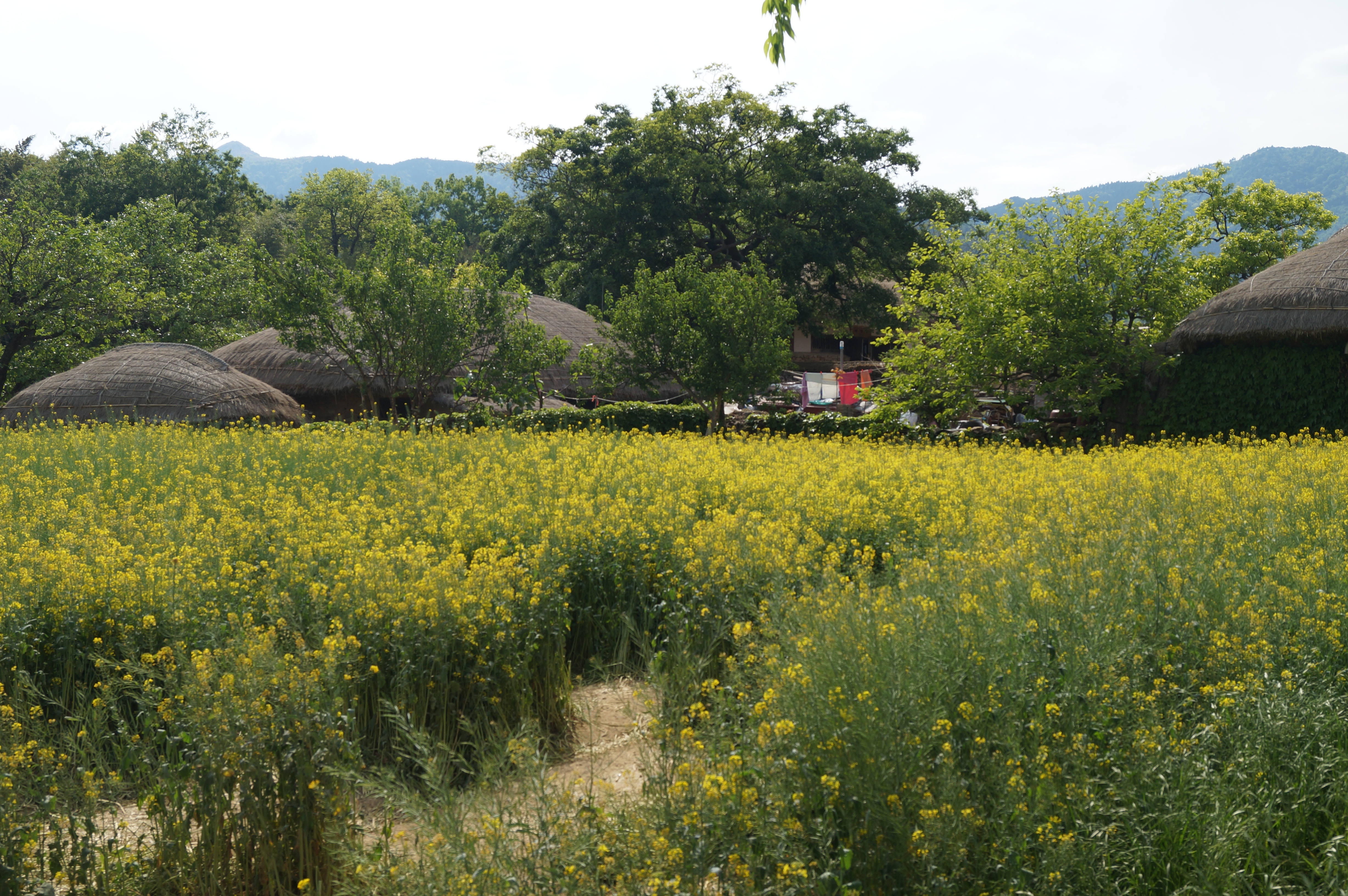 DSC03532.JPG