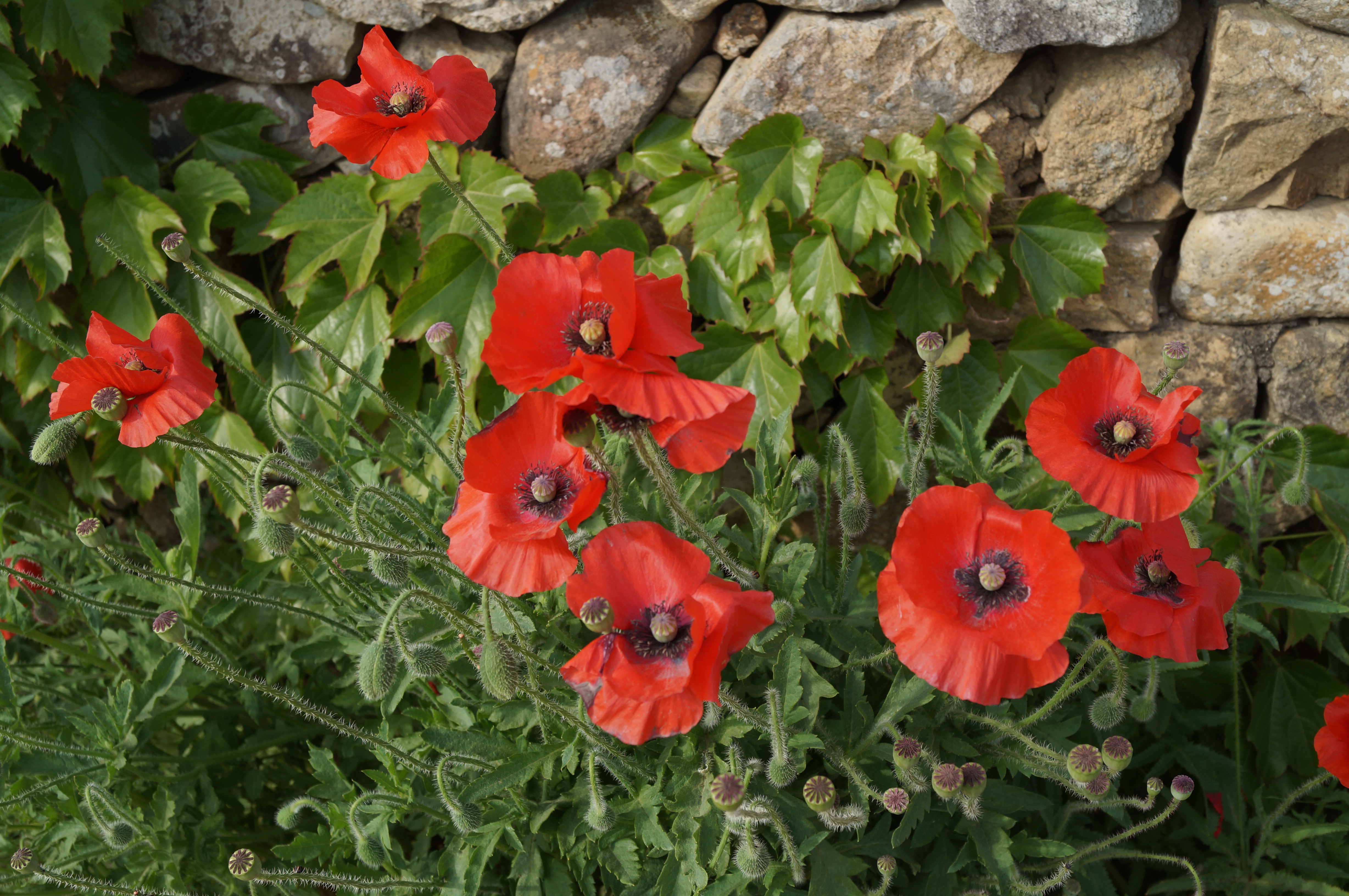 DSC03557.JPG