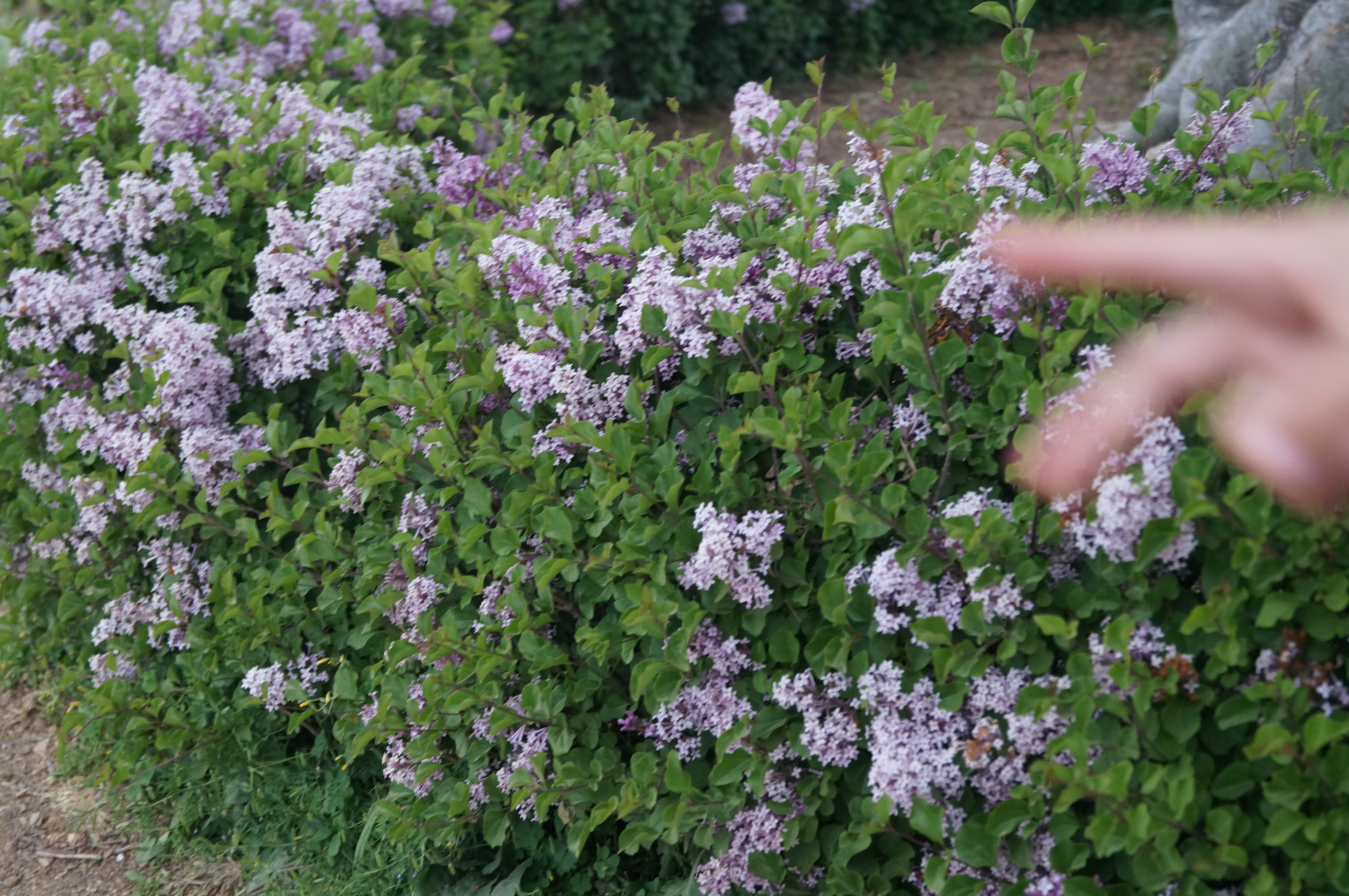 DSC03618.JPG