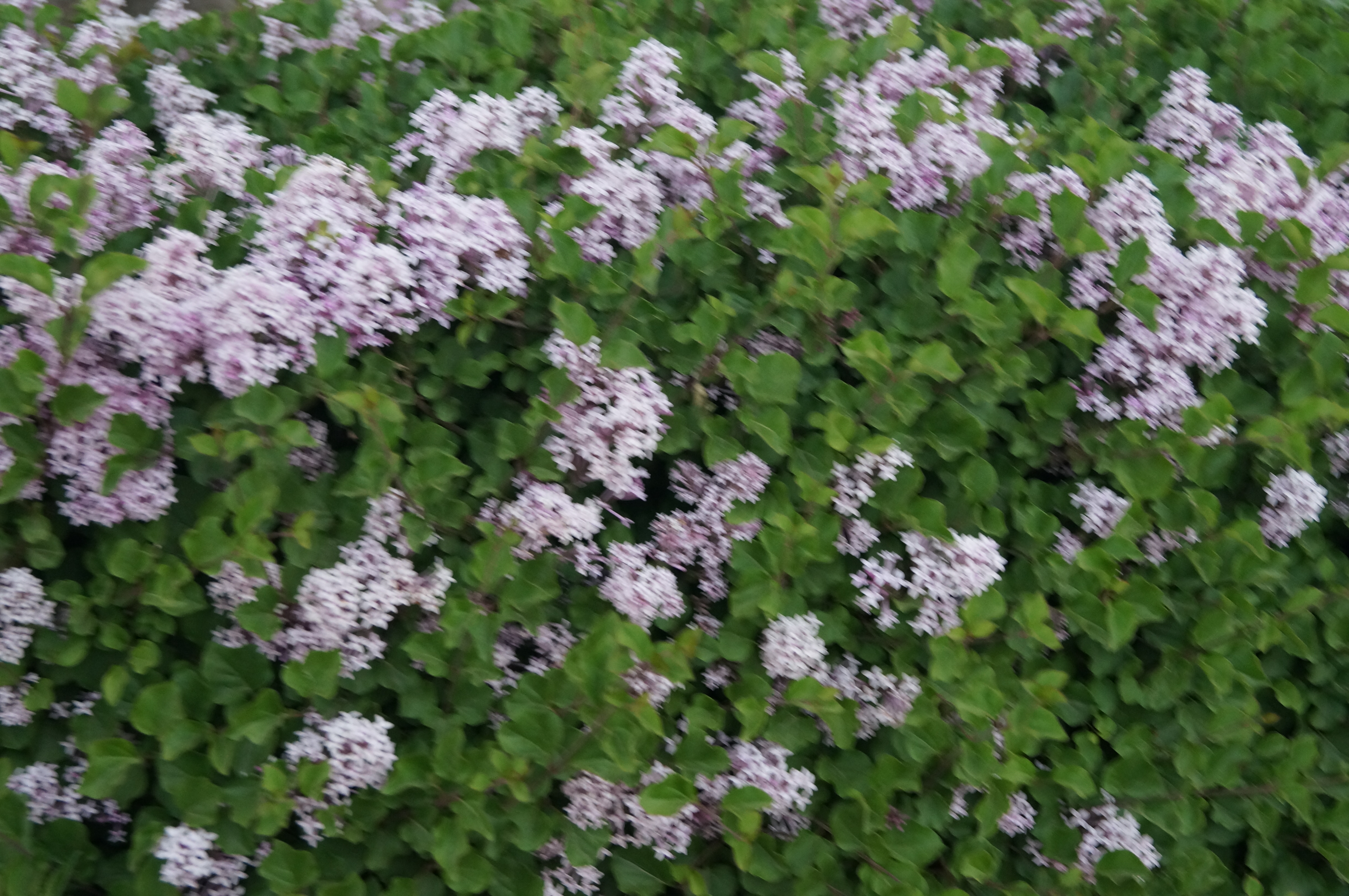 DSC03619.JPG