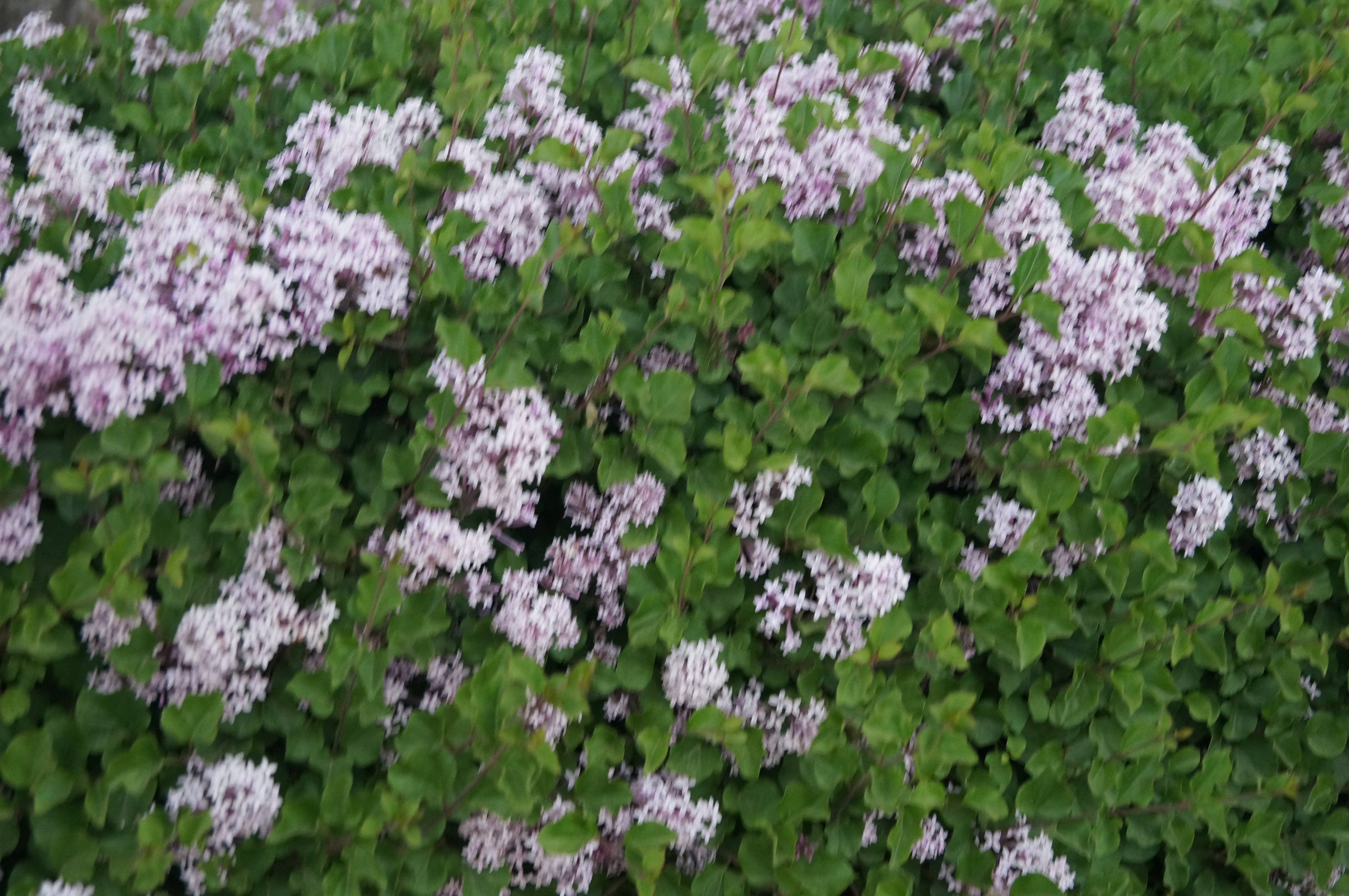 DSC03620.JPG