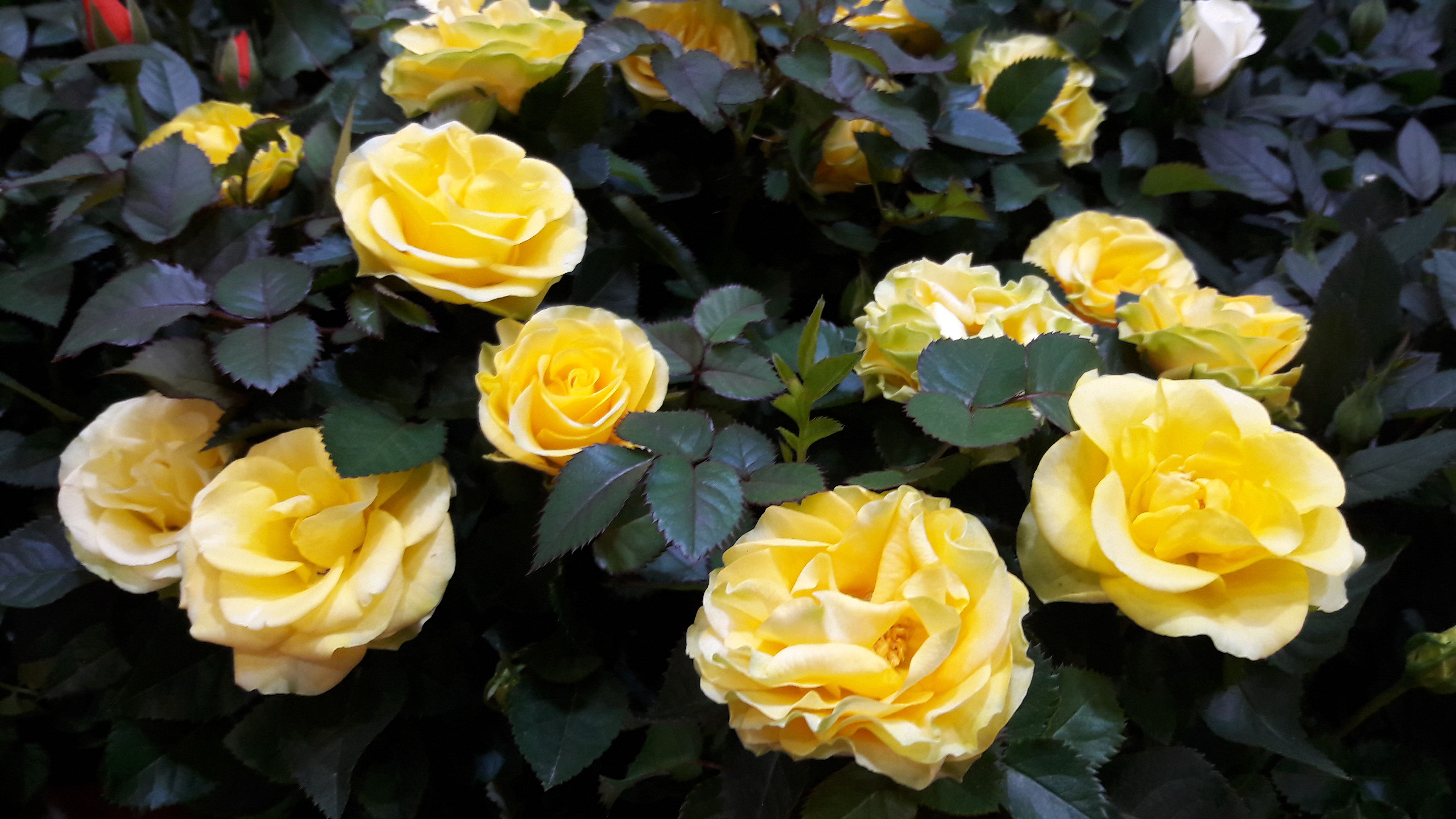 2017-04-30 17.04.47.jpg