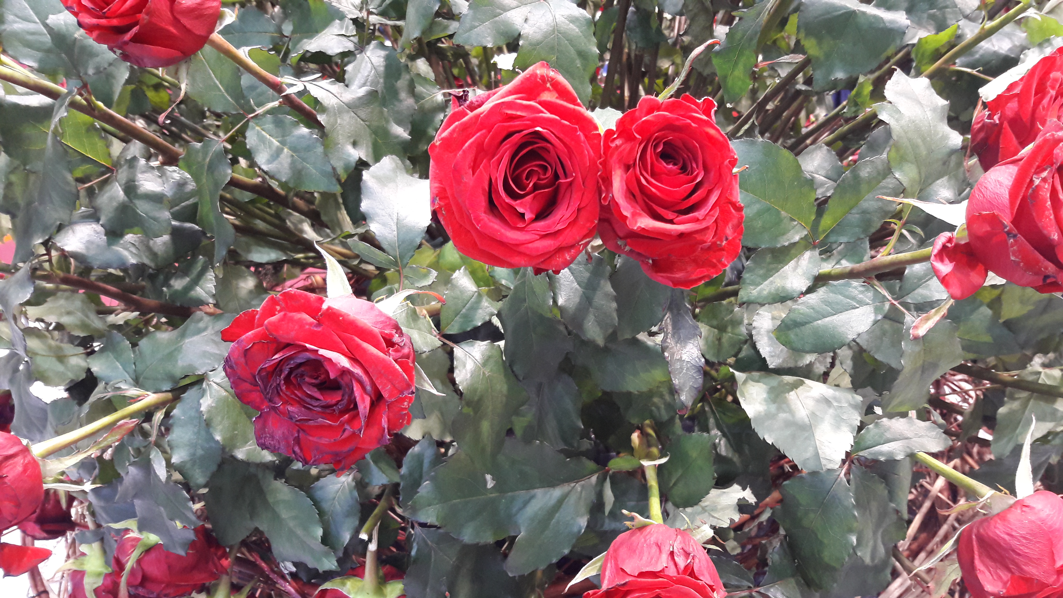 2017-04-30 17.05.08.jpg