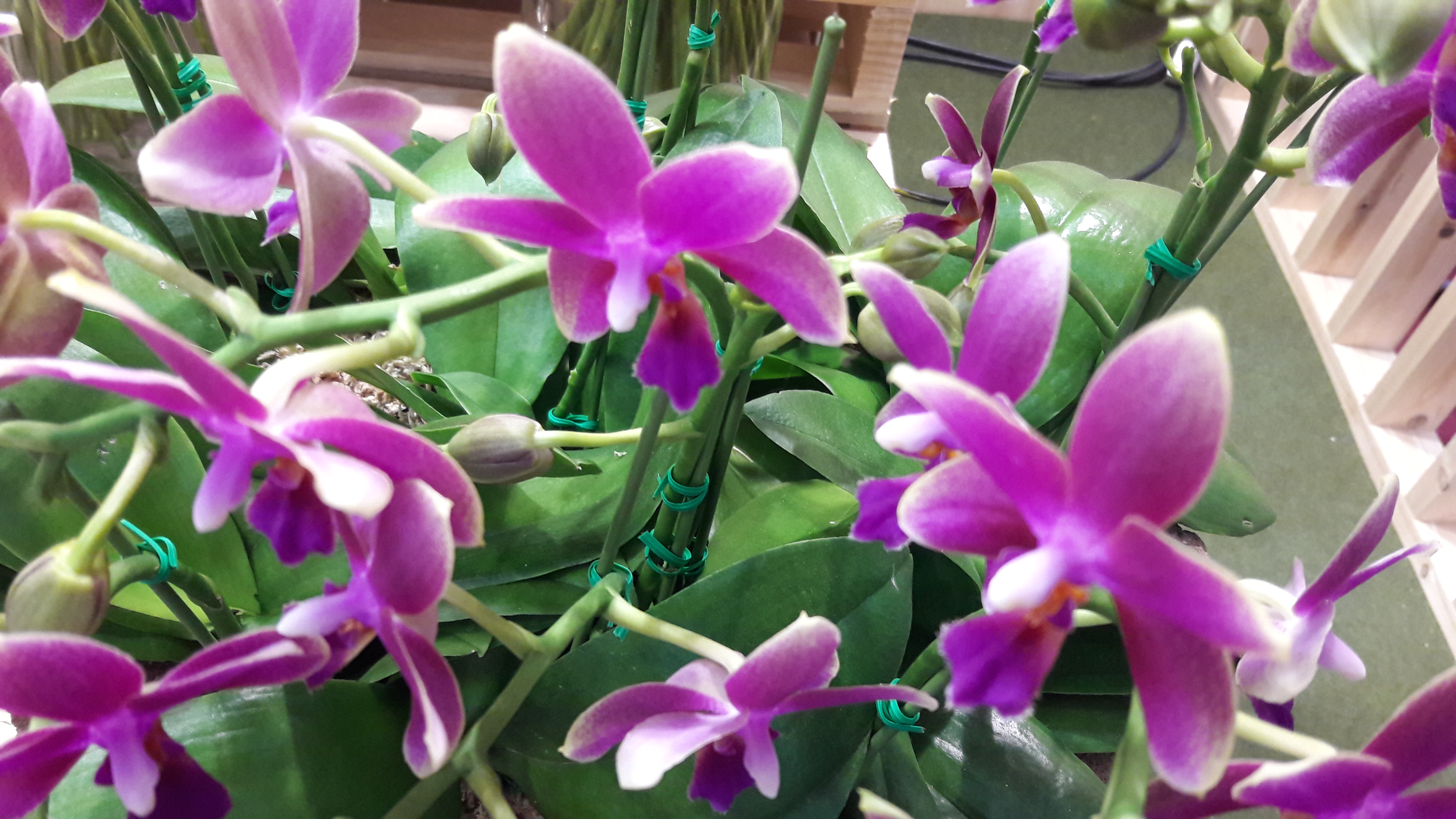 2017-04-30 17.23.23.jpg